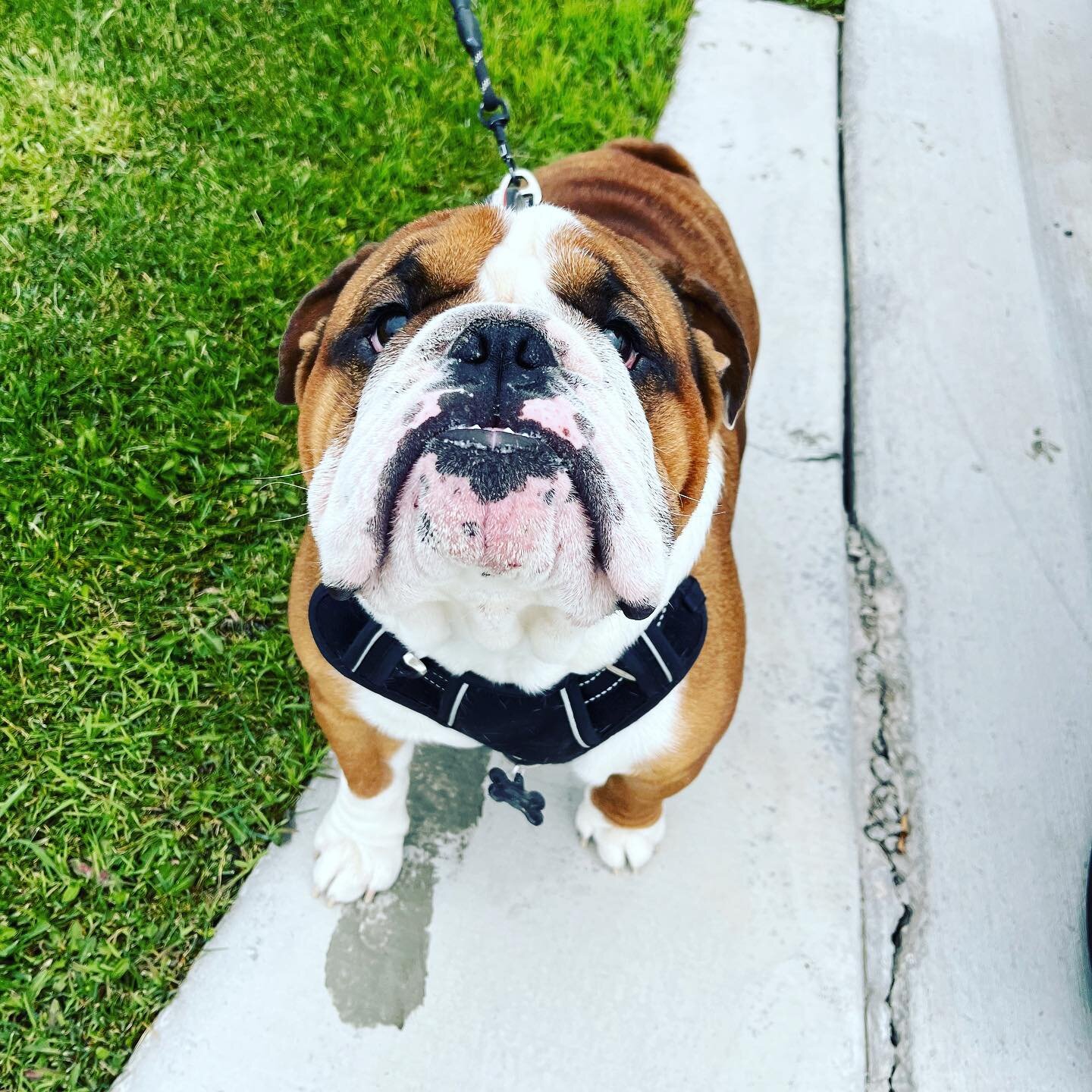 Happy Sunday!
.
.
.
#aspengrovervpark #happycamper #travel #rvdogs #travelingwithdogs #rvlife #spreadtheleaf #northernutah #lifeelevated #beutahful #camp #rvpark #rvparking #travelgram #dogsofinstagram #bulldog #cuteanimals #instadog #dogfriendly #rv