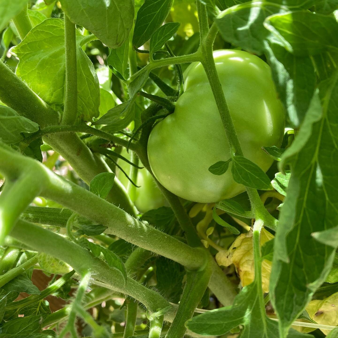 A little community garden update! Some more of our tomatoes are coming in, our cute little peppers are starting to ripen, our eggplant blossoms are coming in, and we even got a little strawberry make an appearance! 🍅🌶🍆🍓 
.
.
.
.
.
#garden #greent