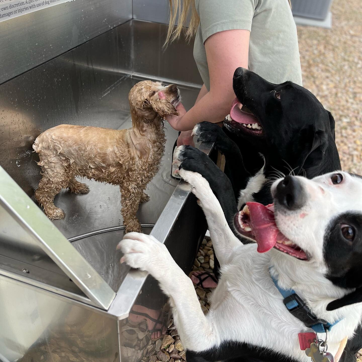 Is there anything better than running around the dog park then getting a nice cool down? Our dog wash station is the perfect way to wash those dirty pups! 
.
.
.
.
.
#dog #dogsofinstagram #dogs #dogwash #dogwashstation #puppybath #spreadtheleaf #aspe