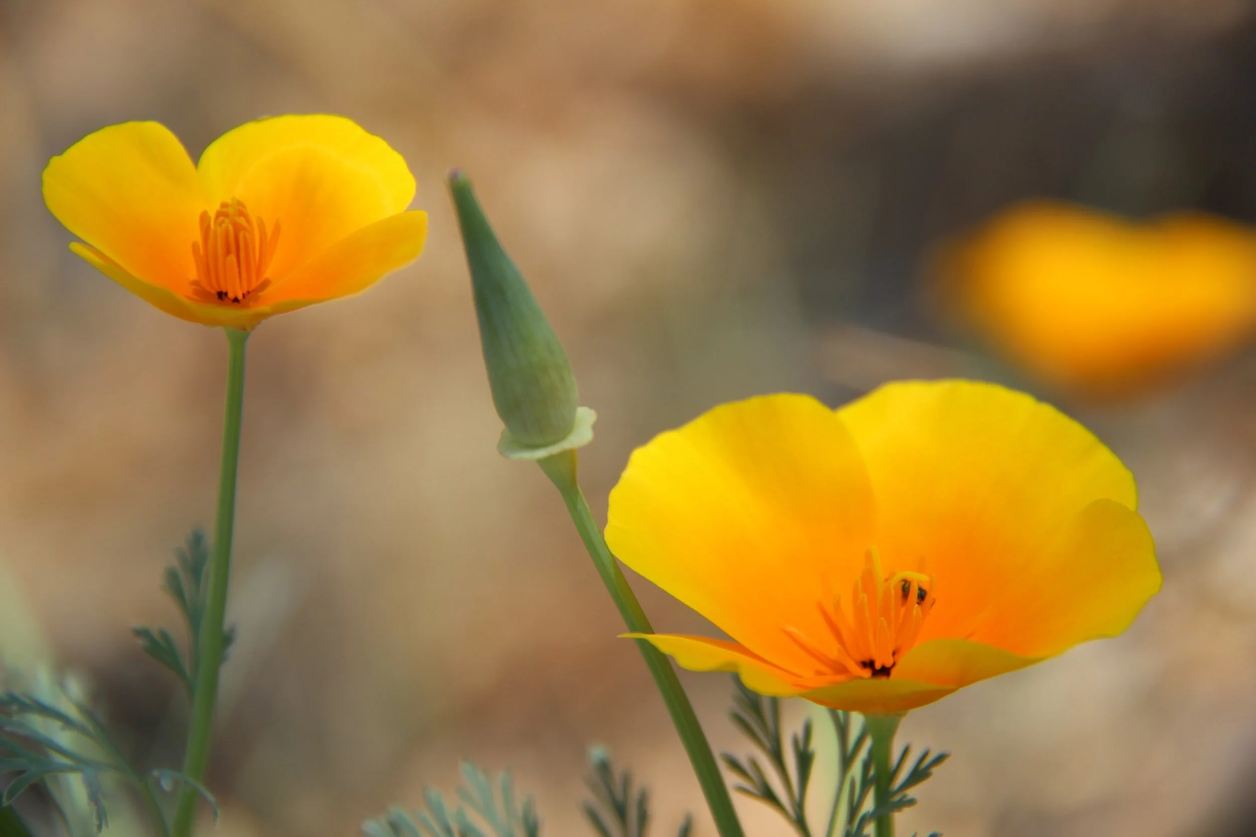 close up of two ornage california poppy flowers