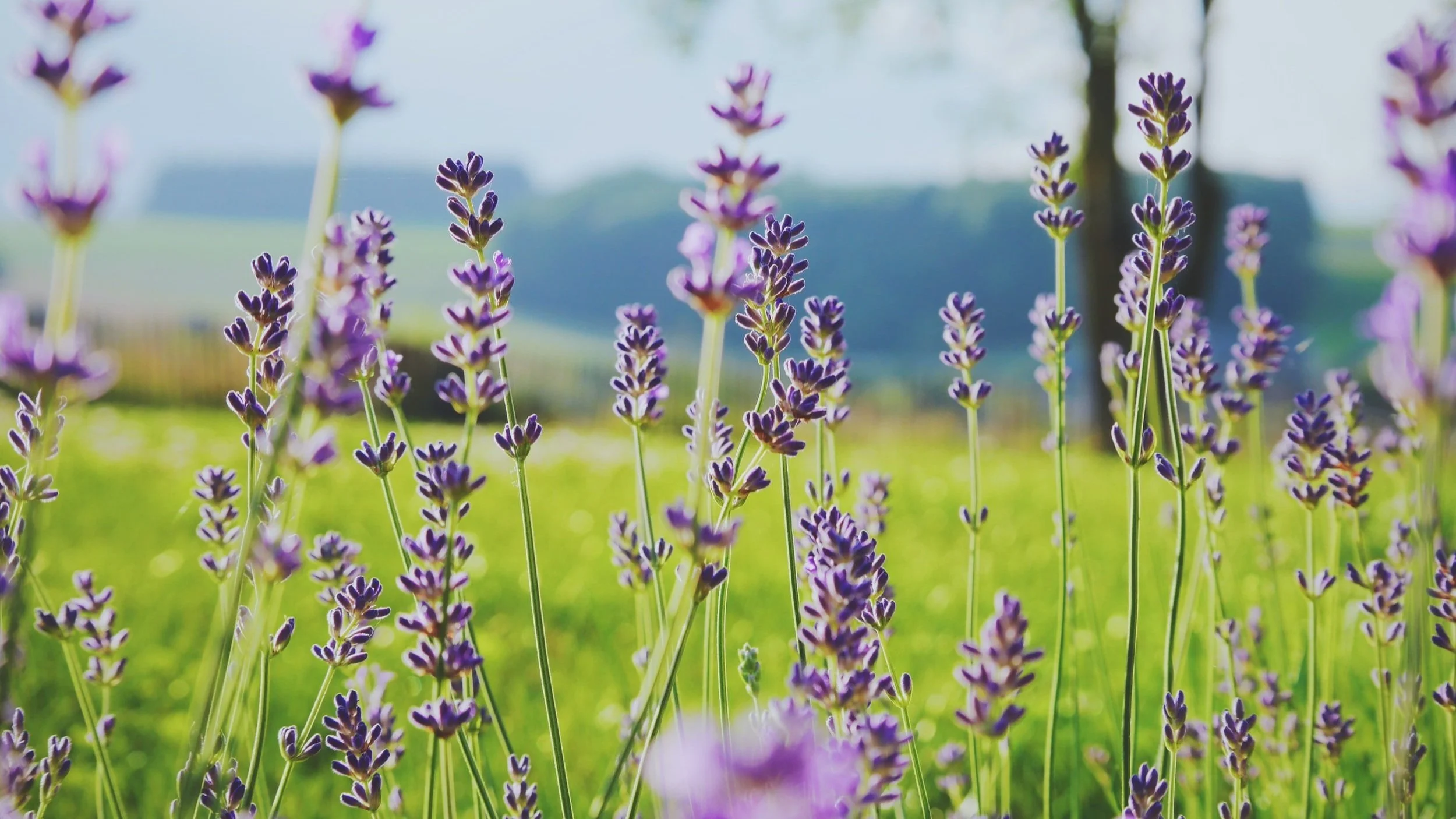 close up in lavender field