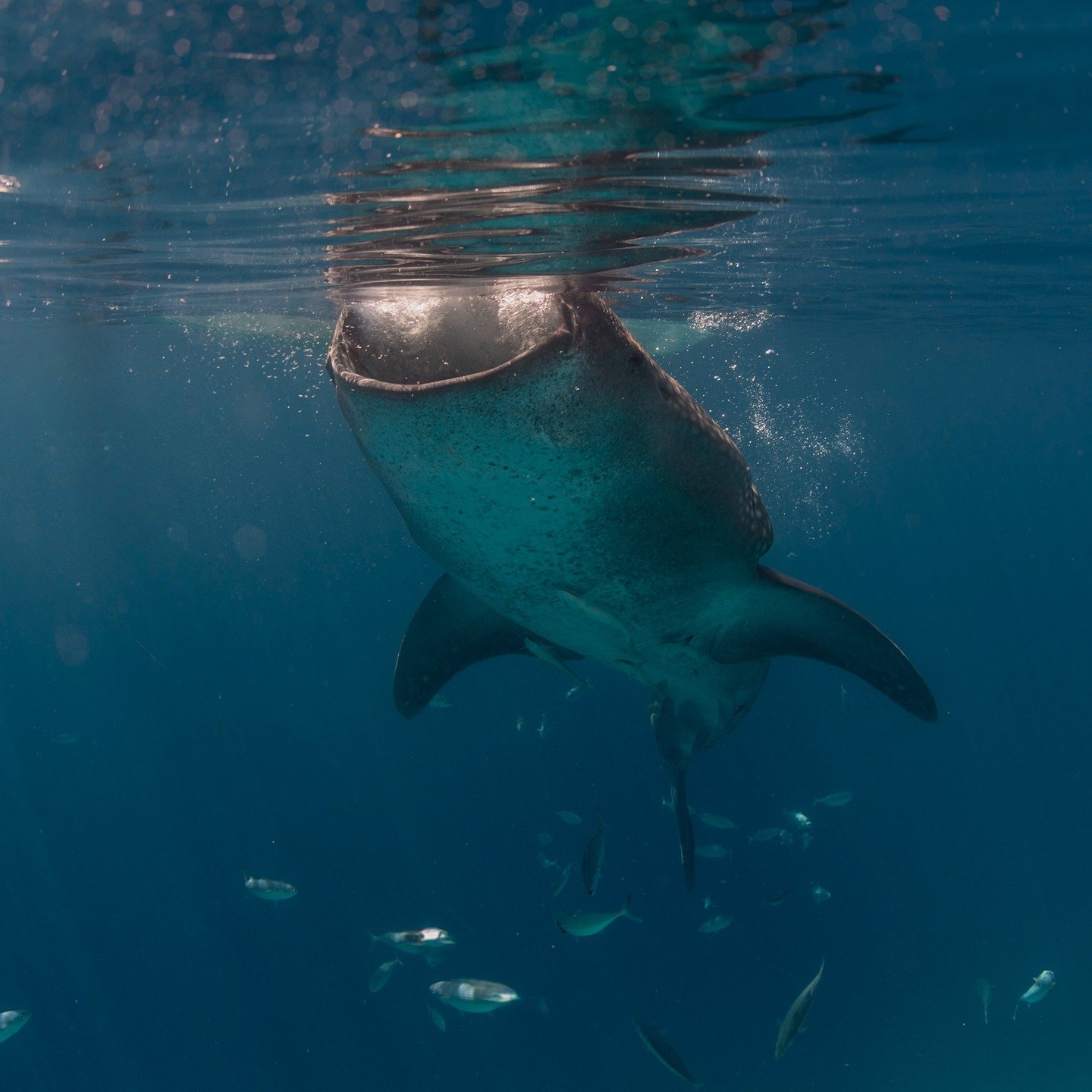 Whale sharks, oceanic whitetip sharks, and manta and devil rays &mdash; some of our planet&rsquo;s most iconic species and cornerstones of ocean biodiversity &mdash; are vanishing.

The reality is stark: these iconic cornerstones of marine life are i