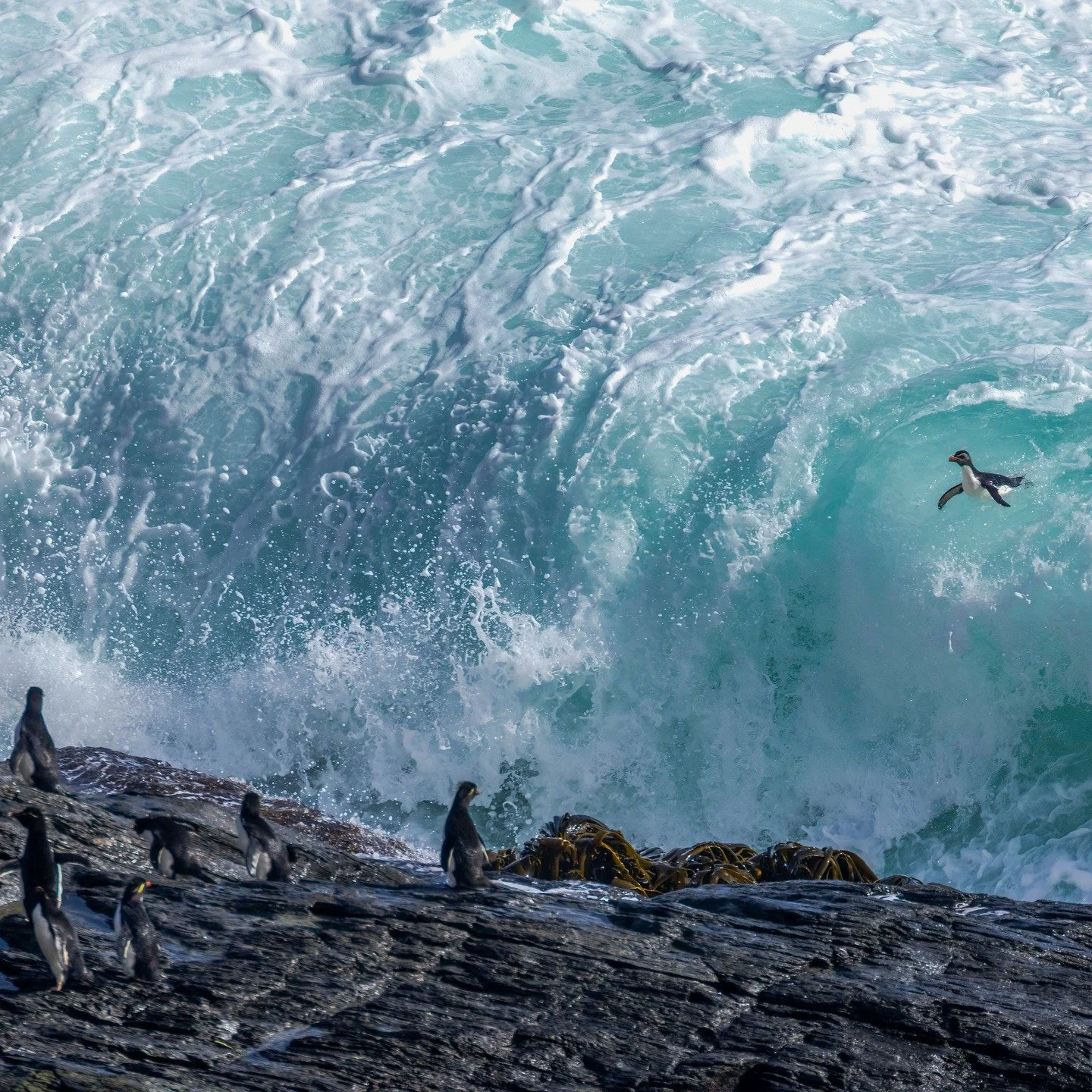 I found out his week that a couple of my images were shortlisted for the Natural History Museums Wildlife Photographer of the year competition. Here is the story behind one of the photos that I entered that did not make the final cut. 

This photo wa