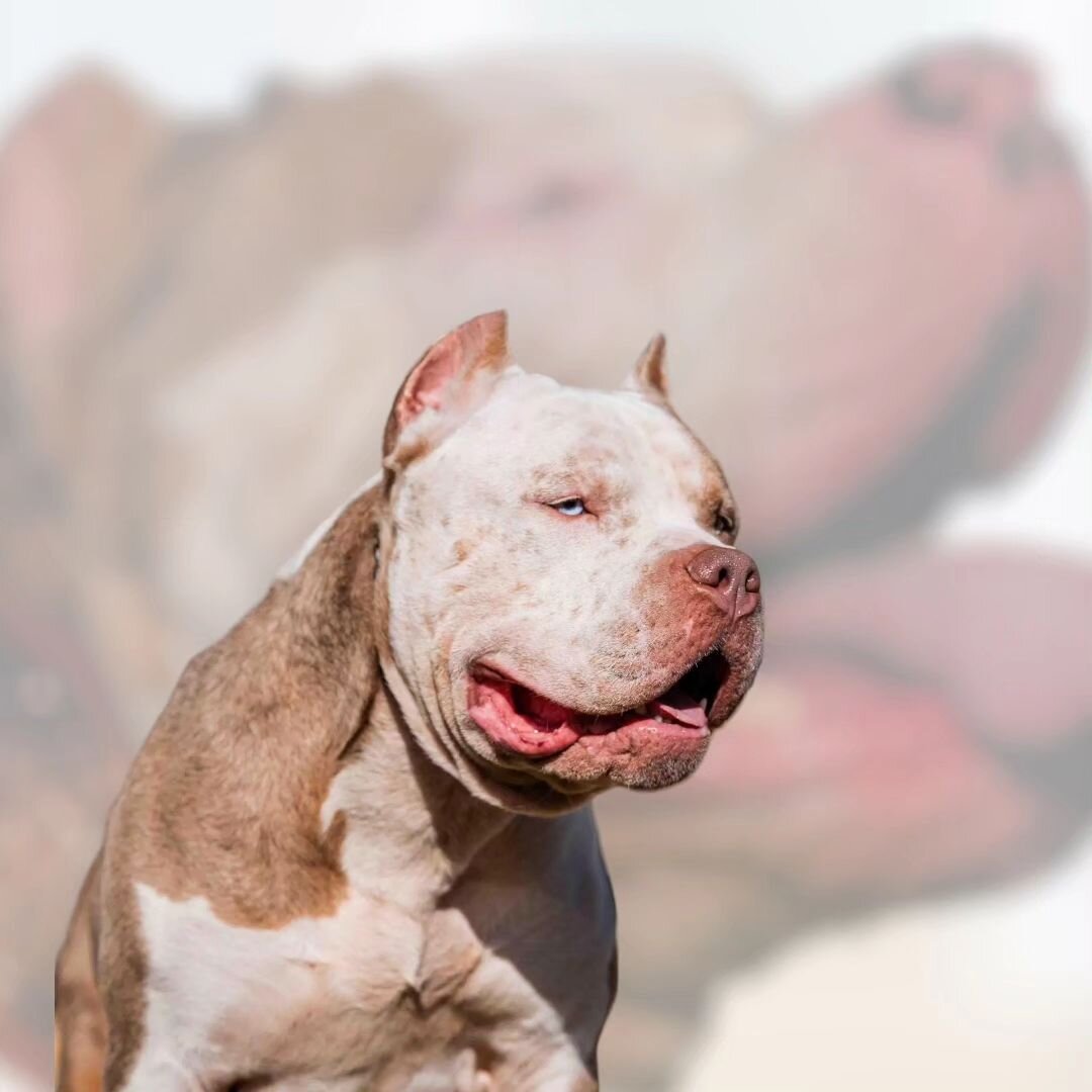ISSA BULLIES SAINT ✝️ a spitting image of his sire #kingdaddylegend 🪽

Saint is what we call a Lilac Tri Merle 🌈

Lilac is a diluted variant of the color brown (sometimes red) or &quot;chocolate&quot; in dogs. It is a recessive trait meaning both p