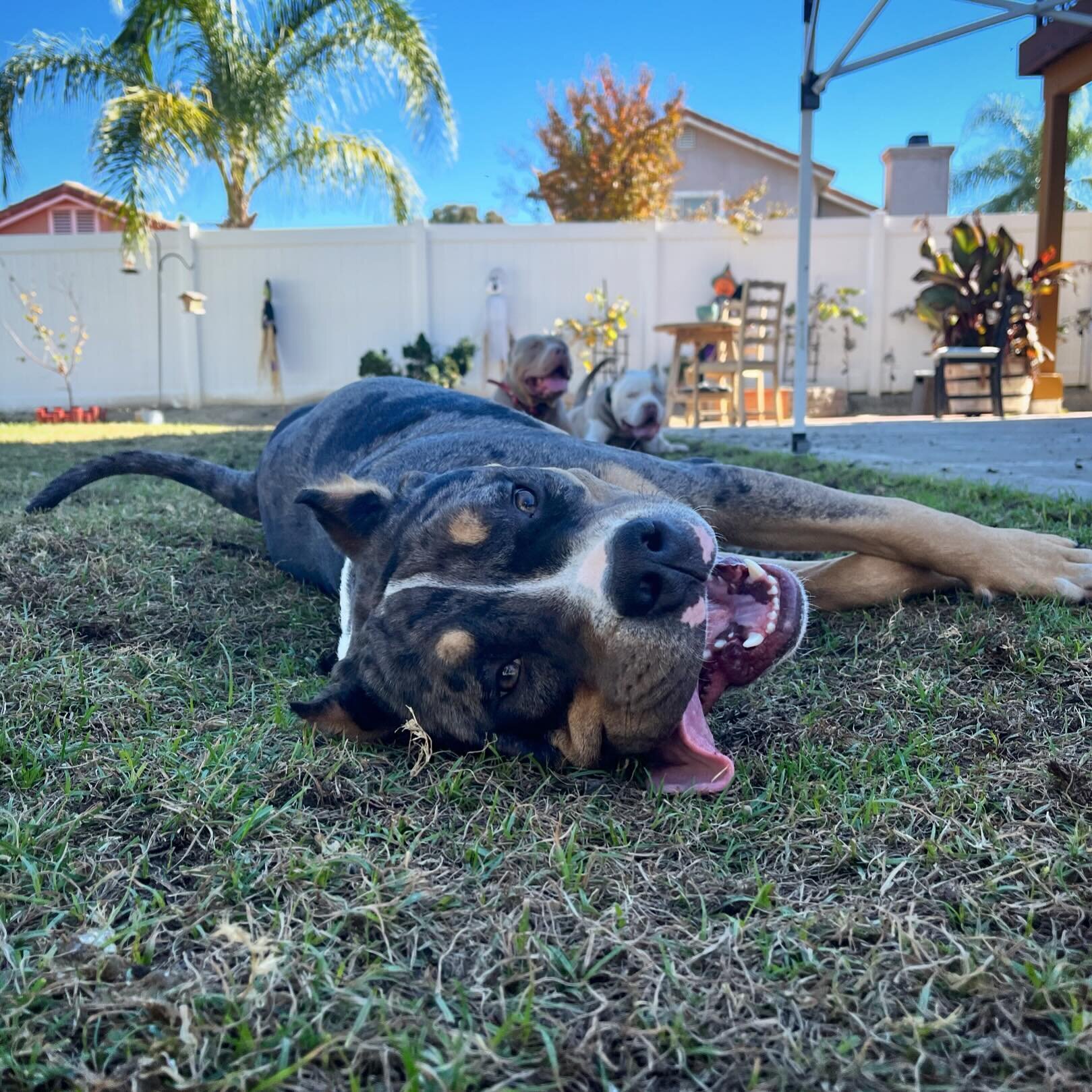 ISSA BULLIES 38 SPECIAL aka Ruger 💥💥 #juicexharlow he is our SUN on a cloudy ⛅️ day 🥹 he is the structure, bone 🦴 and key 🔑 temperament you want in your program 😘 taking early lock-ins 🔐 for a few lucky ladies 🐕🐕 EMBARK CLEAR ✅ let&rsquo;s w