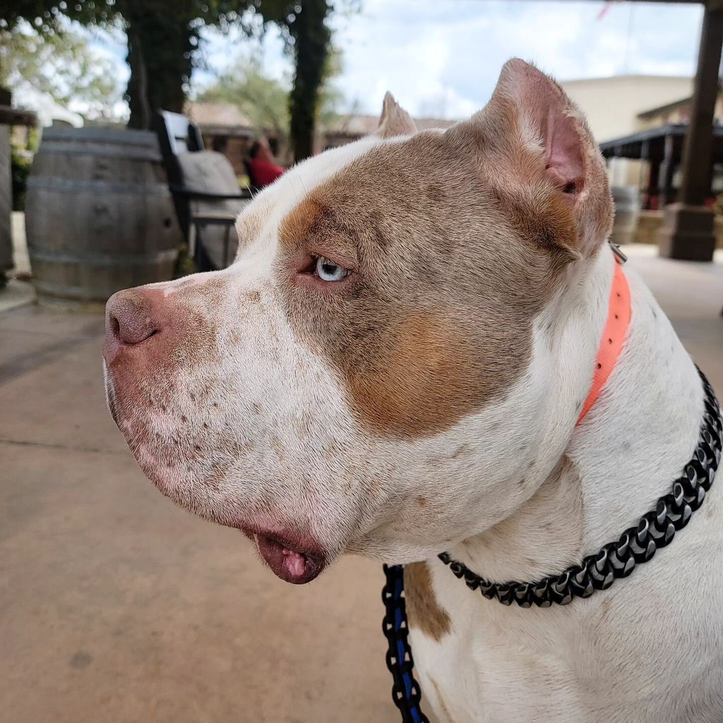 Tag a kennel who has a dog with a head like this 😍 We aiming for breed TYPE - This boy got me like 🤤🤤 ISSA BULLIES SAINT ✝️ #open for stud 💦💦 #embark CLEAR ✅️

#ambully #xlamericanbully #abkc #bullyworldwide #bullynation #bwwmag #dogsofinstagram