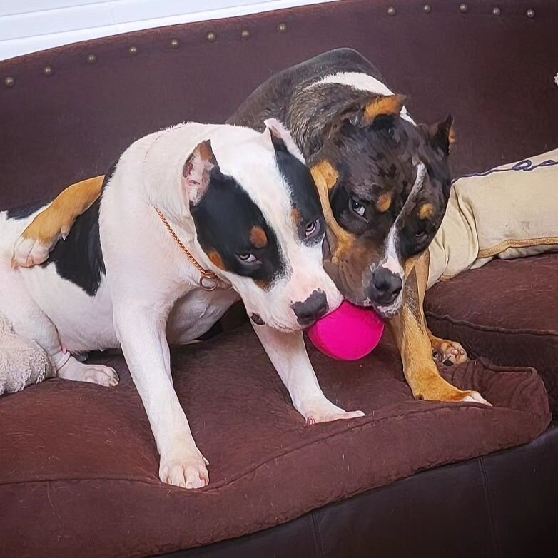 Two heads are better than one 😘

Left to right: ISSA PHAT PANDA 🐼 &amp; ISSA BULLIES 38 SPECIAL aka Ruger 💥💥 #juicexharlow

Growing nicely 👌 embark clear ✅️ early 🔐 ins available for Ruger! DM 📩 for more info

#ambully #xlamericanbully #bullyp