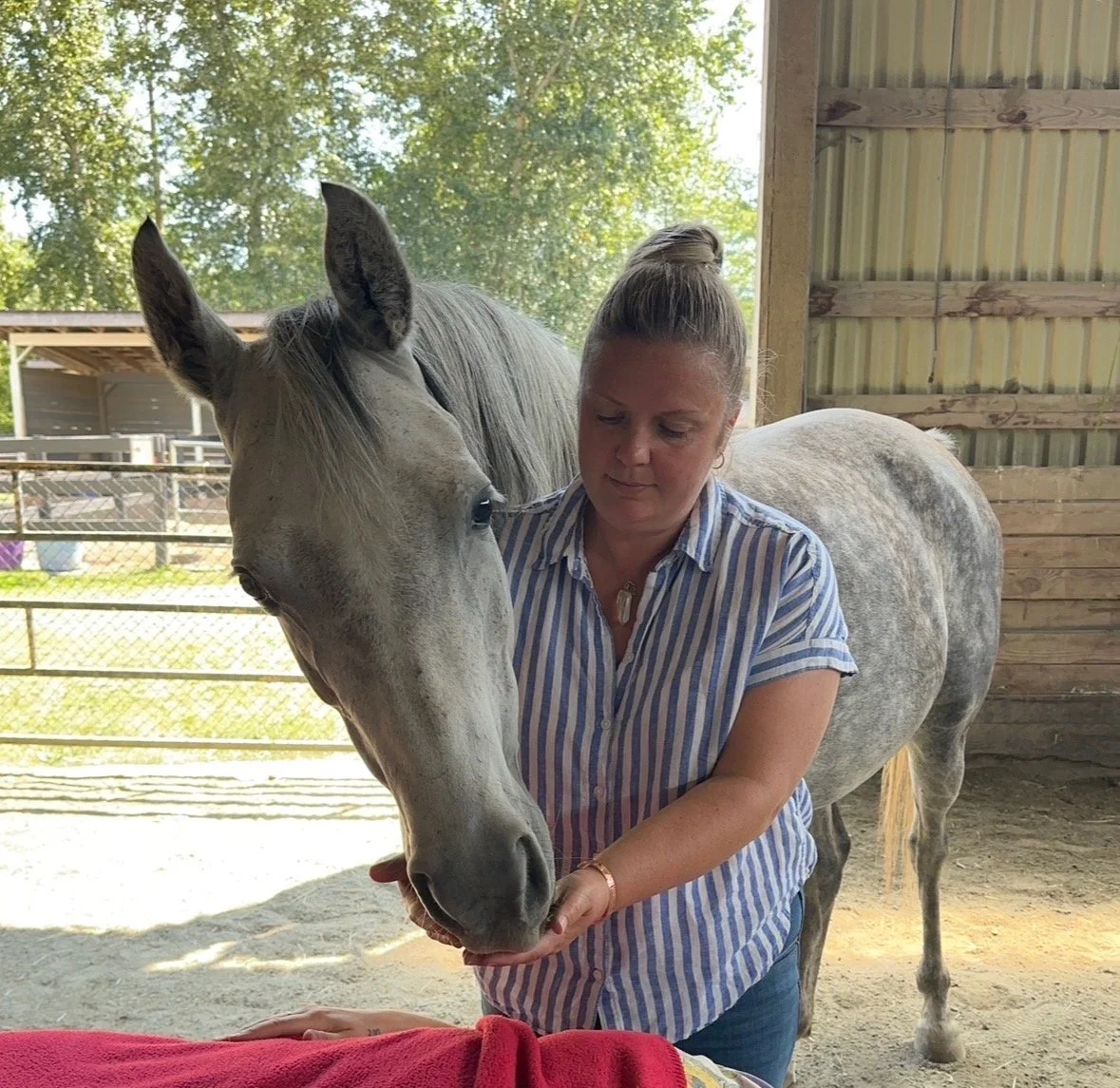 A woman holding a gray horse in a stable.