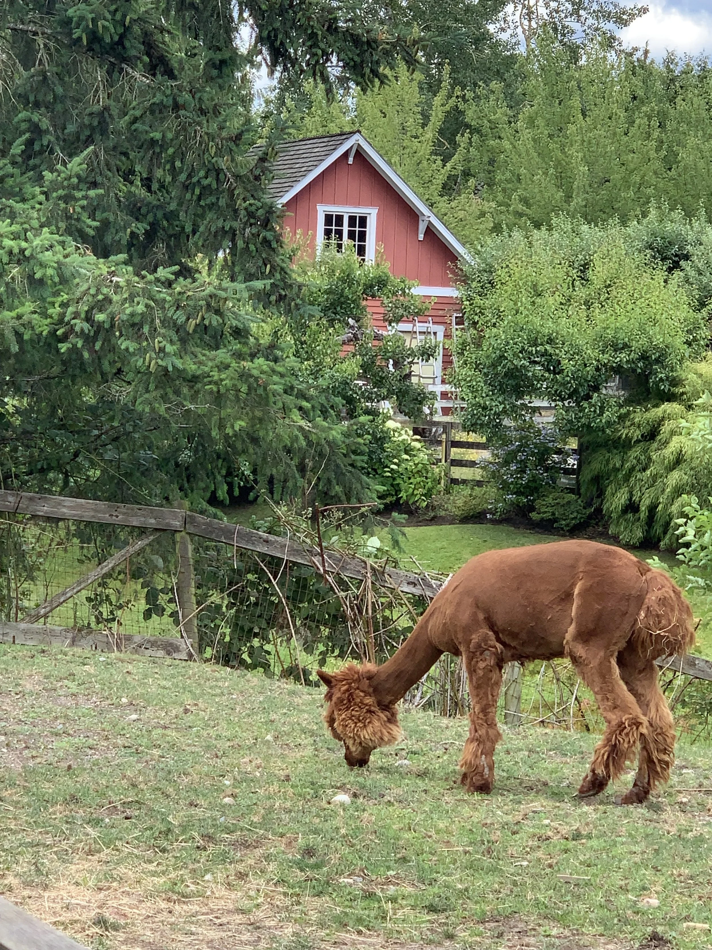 A brown poodle dog with a curly coat grazing on grass in a backyard garden, with green trees and bushes, a wooden fence, and a small red house in the background.
