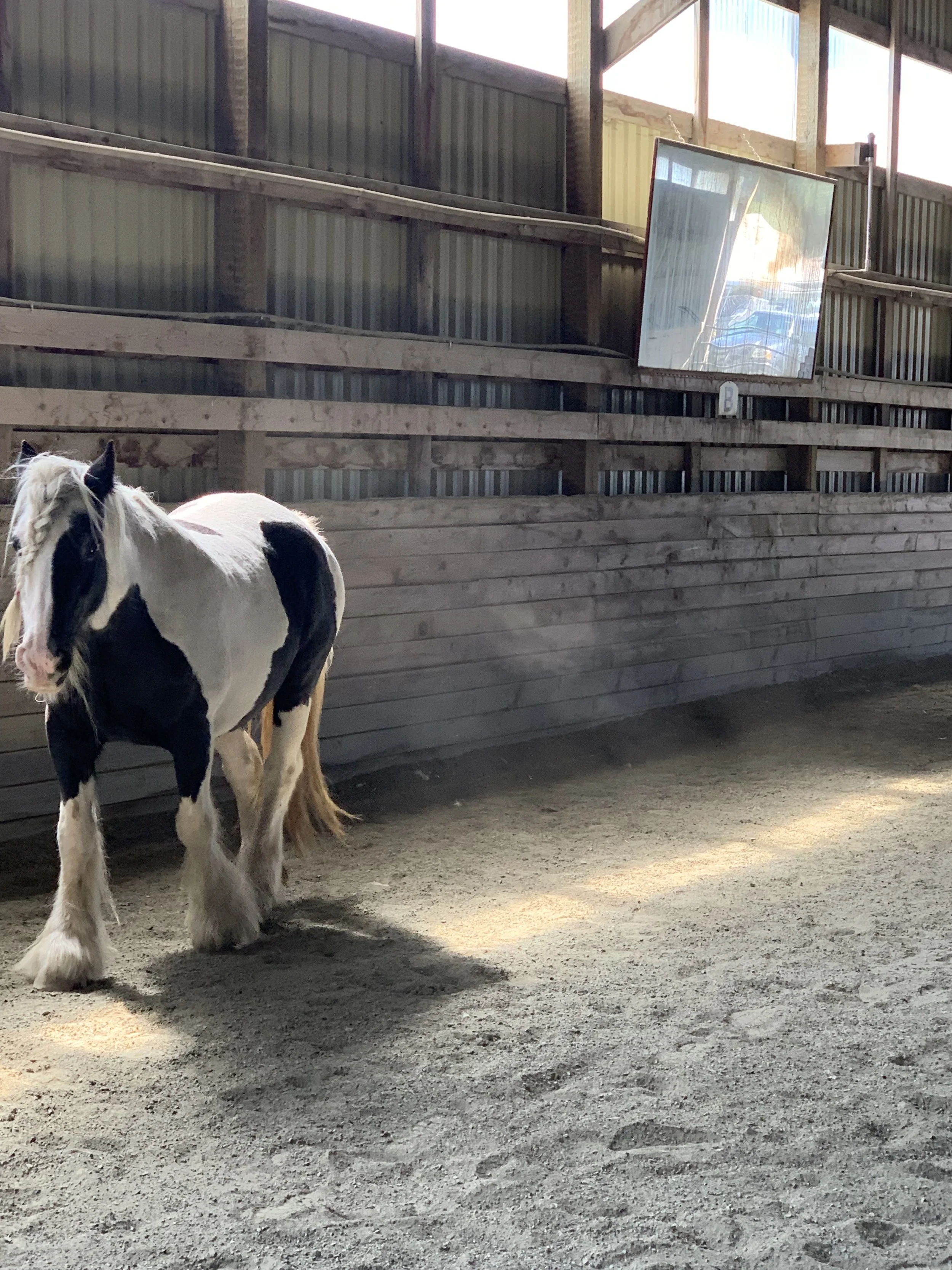 A black and white paint horse standing inside a wooden barn with sunlight coming through the open windows.