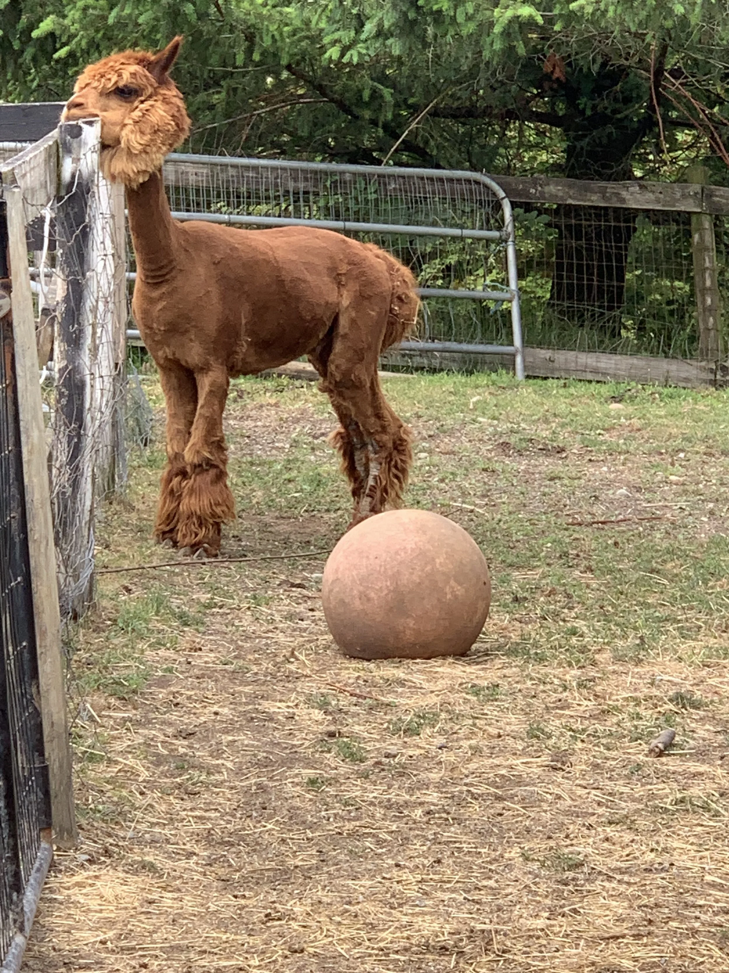 A brown alpaca standing in a fenced outdoor area, with a large round ball on the ground in front of it, and trees and greenery in the background.