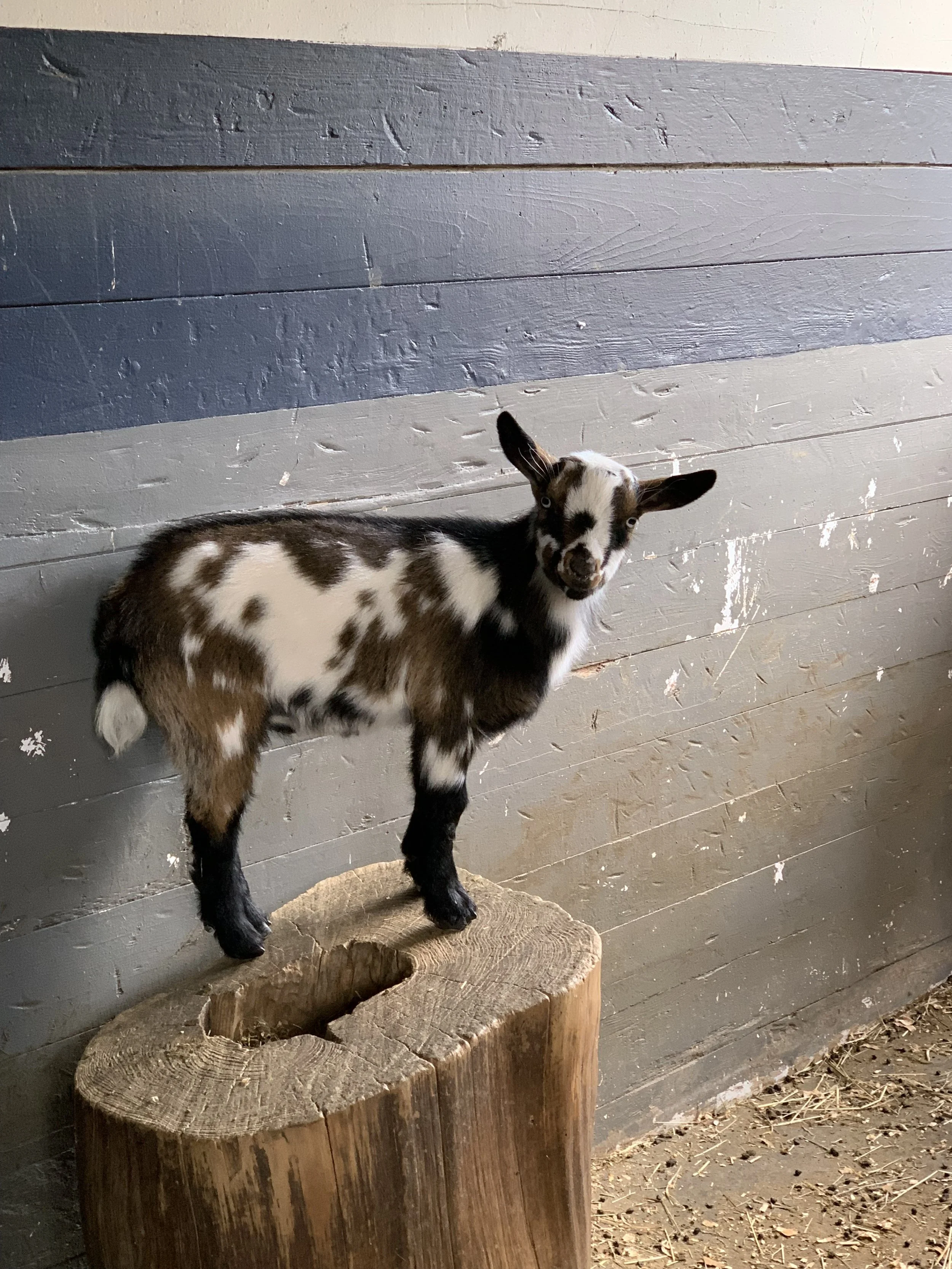 A small goat with white, brown, and black patches standing on a wooden stump inside a barn with gray and white wooden walls.