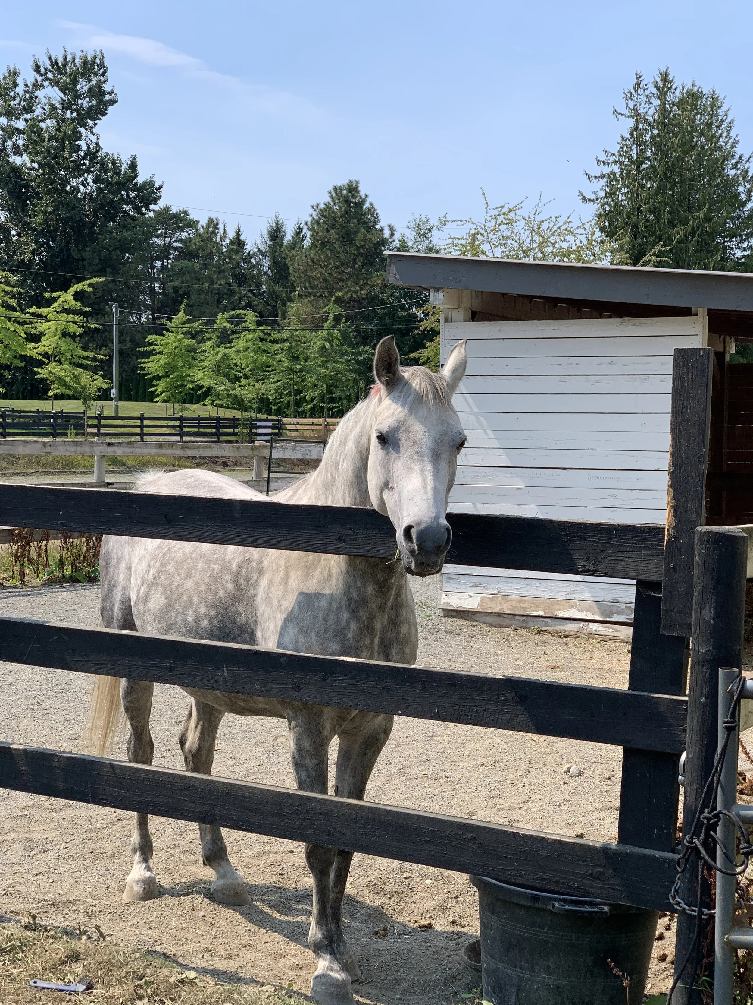 A white horse standing behind a wooden fence, with trees and a clear blue sky in the background.