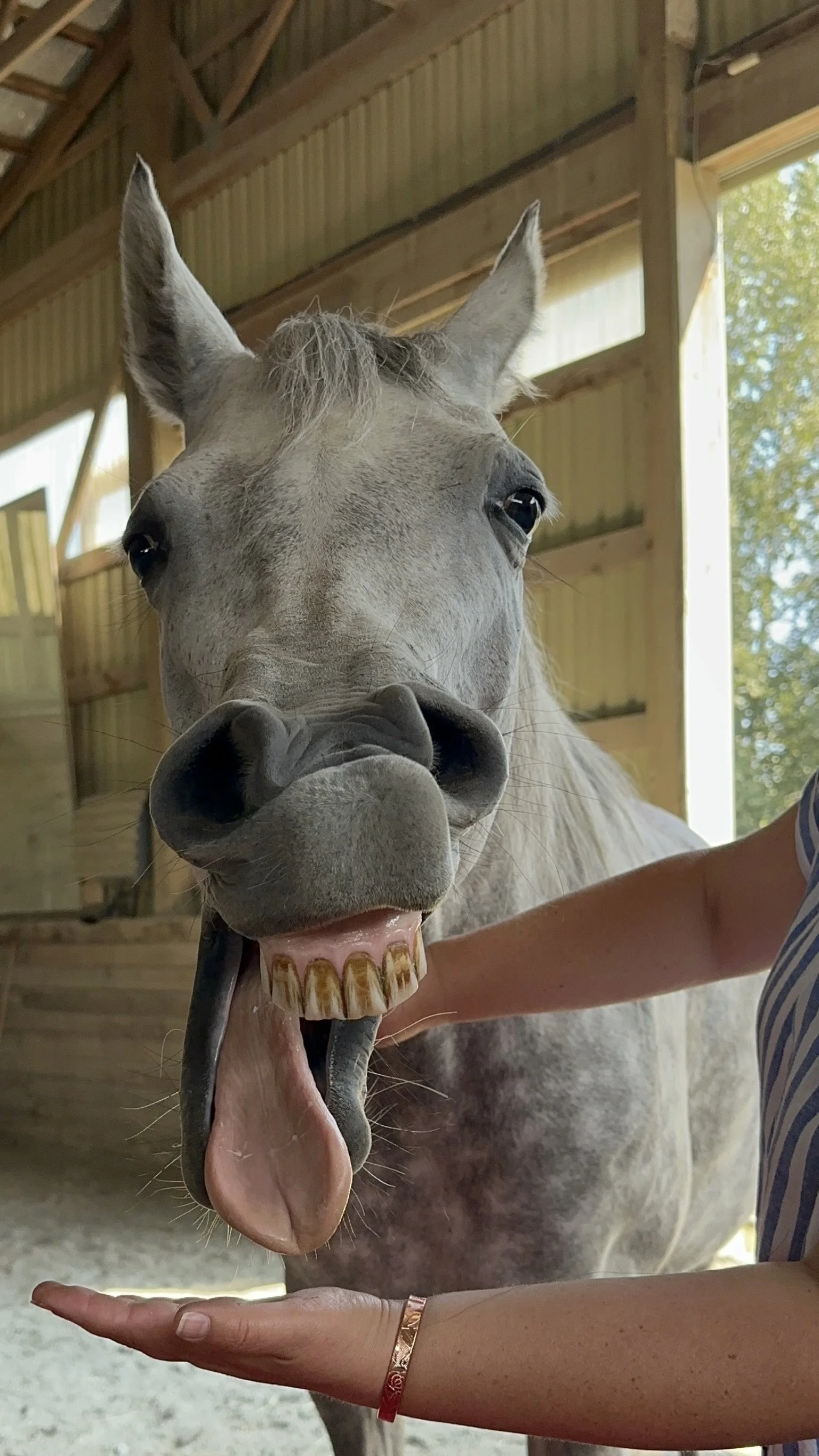 A close-up of a white horse with an exaggerated open mouth, tongue sticking out, and eyes wide. The horse is in a wooden barn with natural light coming through the open door.