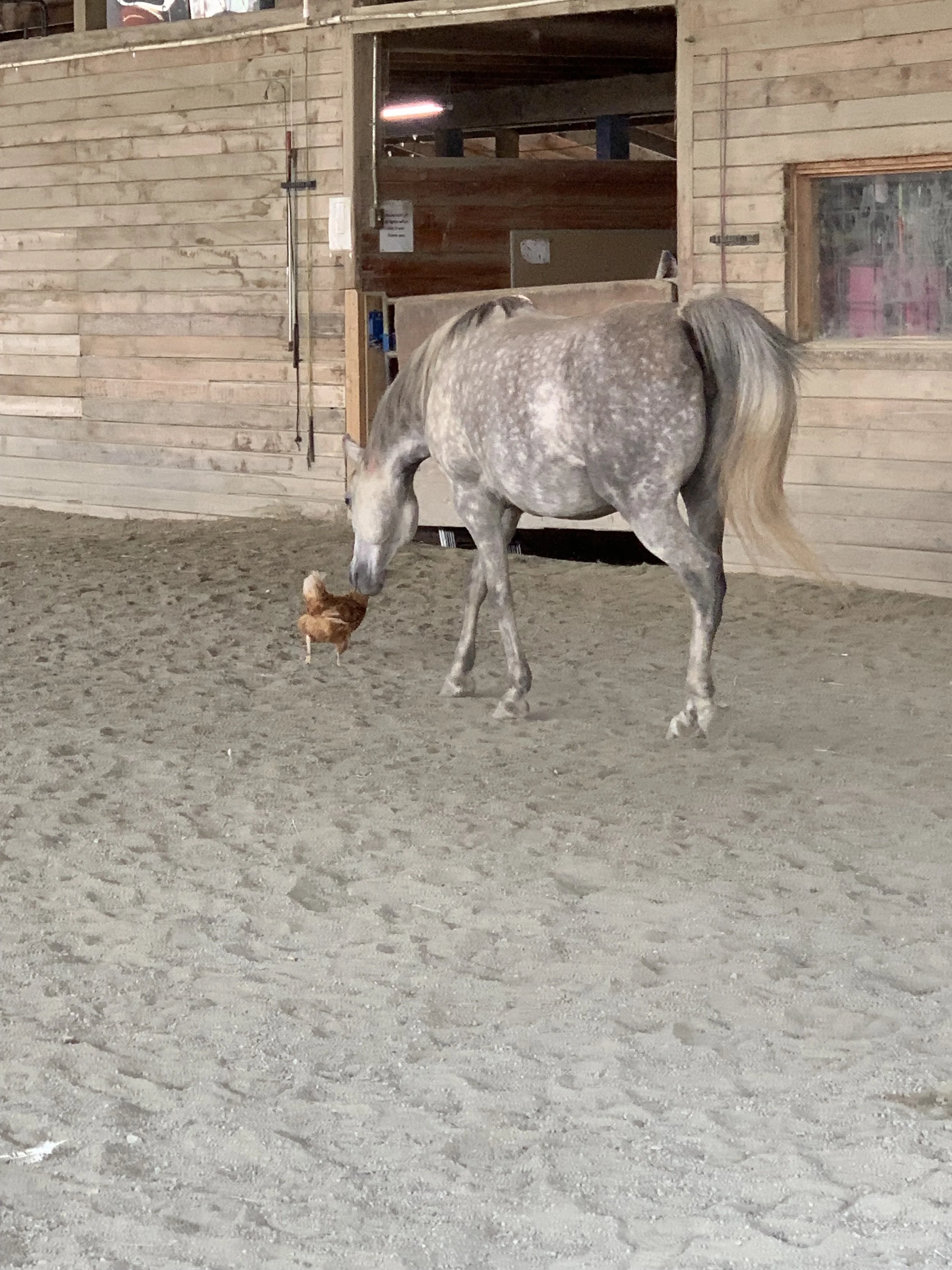 A gray and white-spotted horse interacts with a brown chicken inside a barn with wooden walls and a dirt floor.