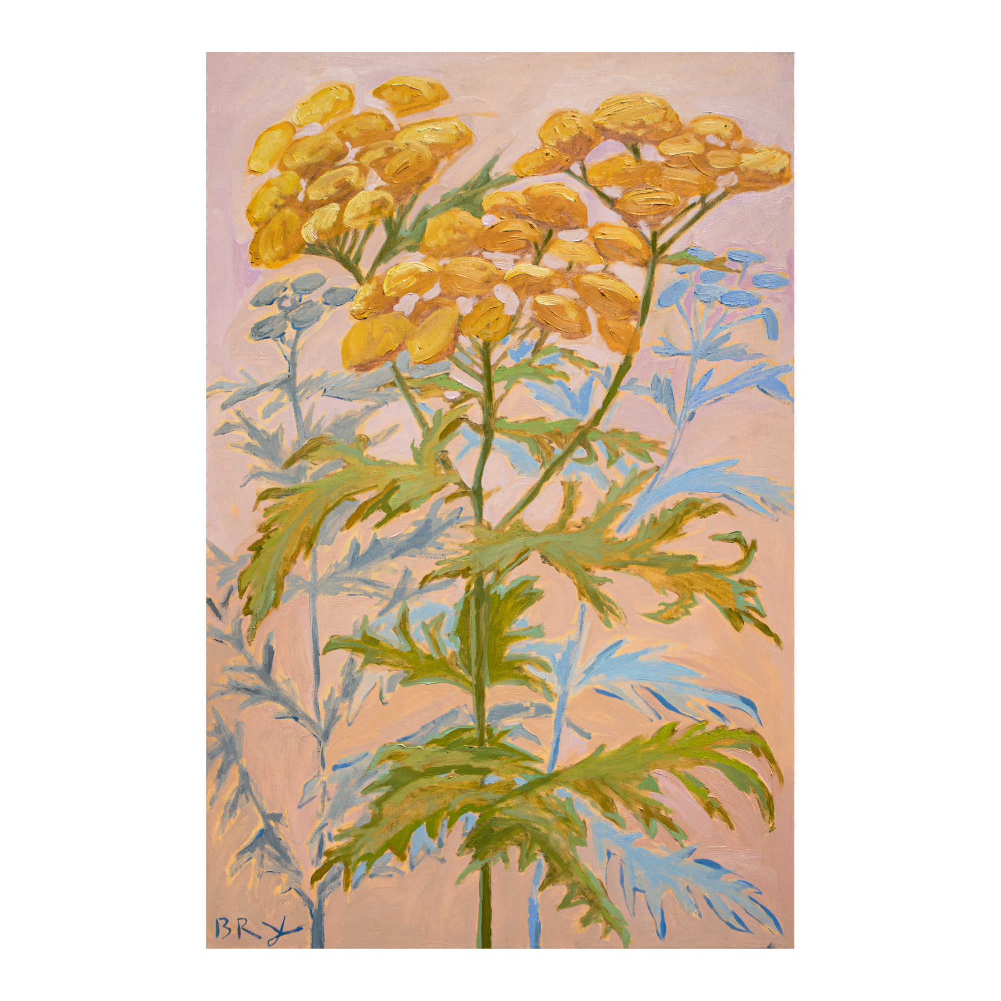 LakeHuronTansy.png
