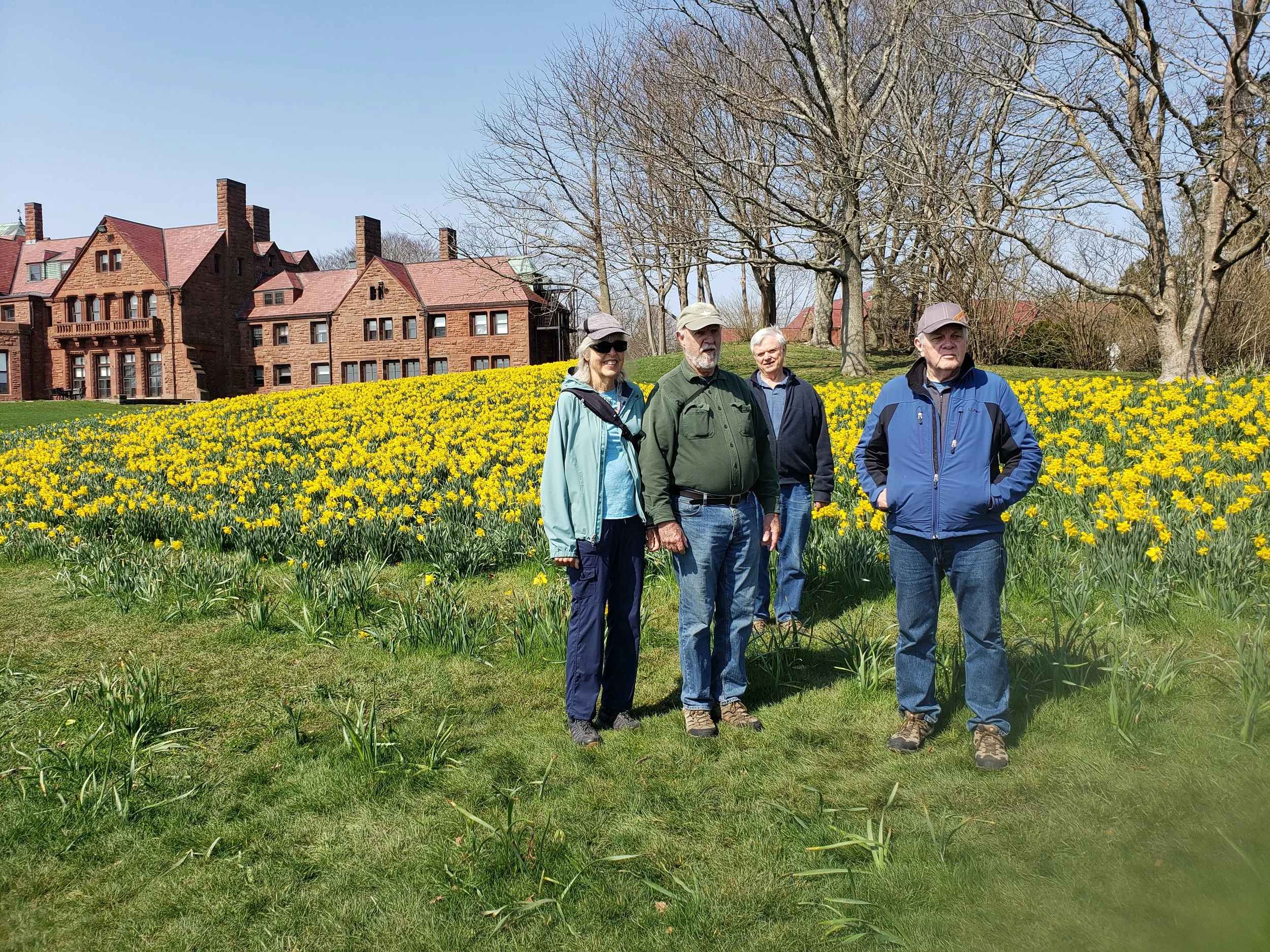 Newport Cliff Walk Daffodils