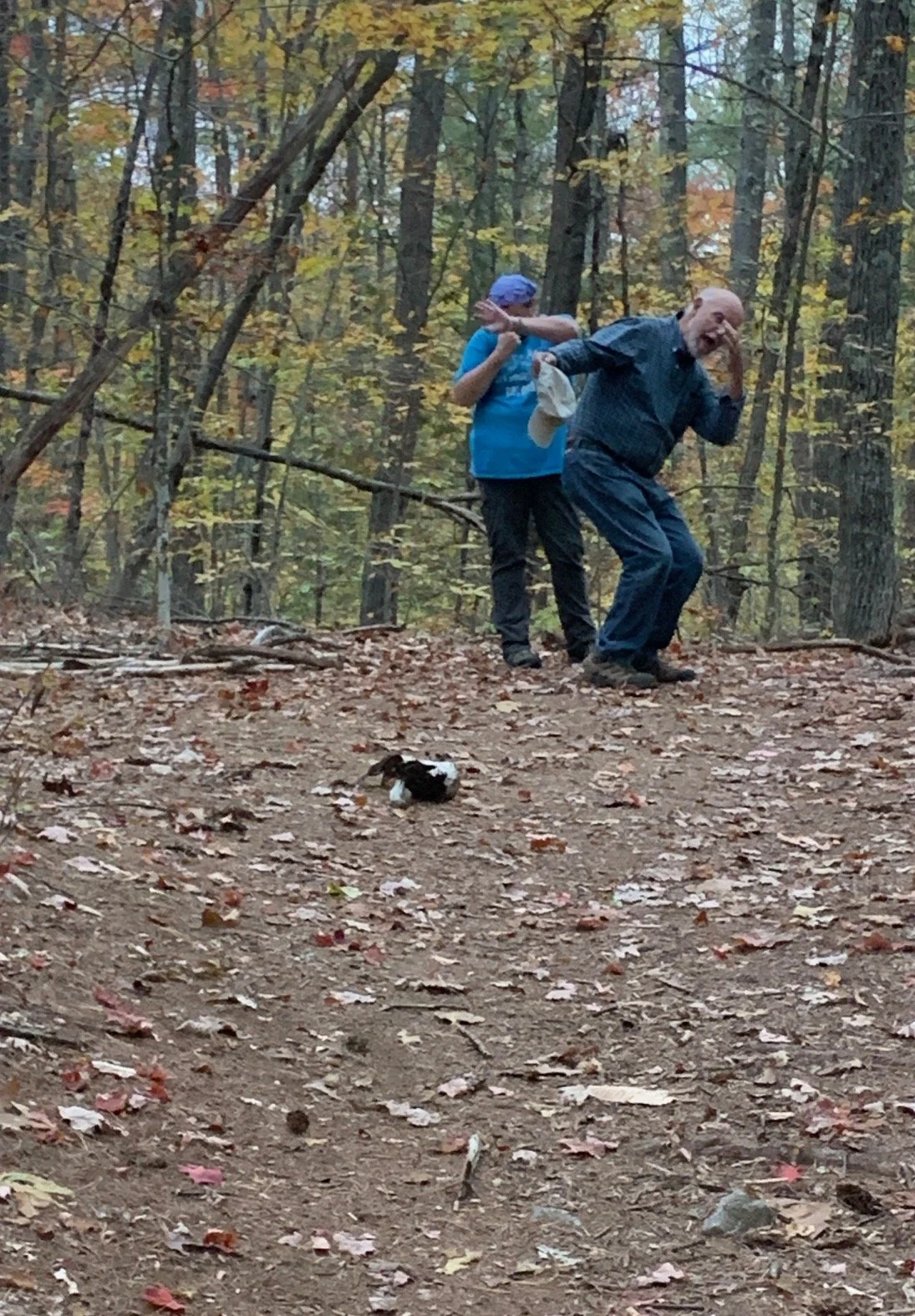 New Hampshire Barking Skunk