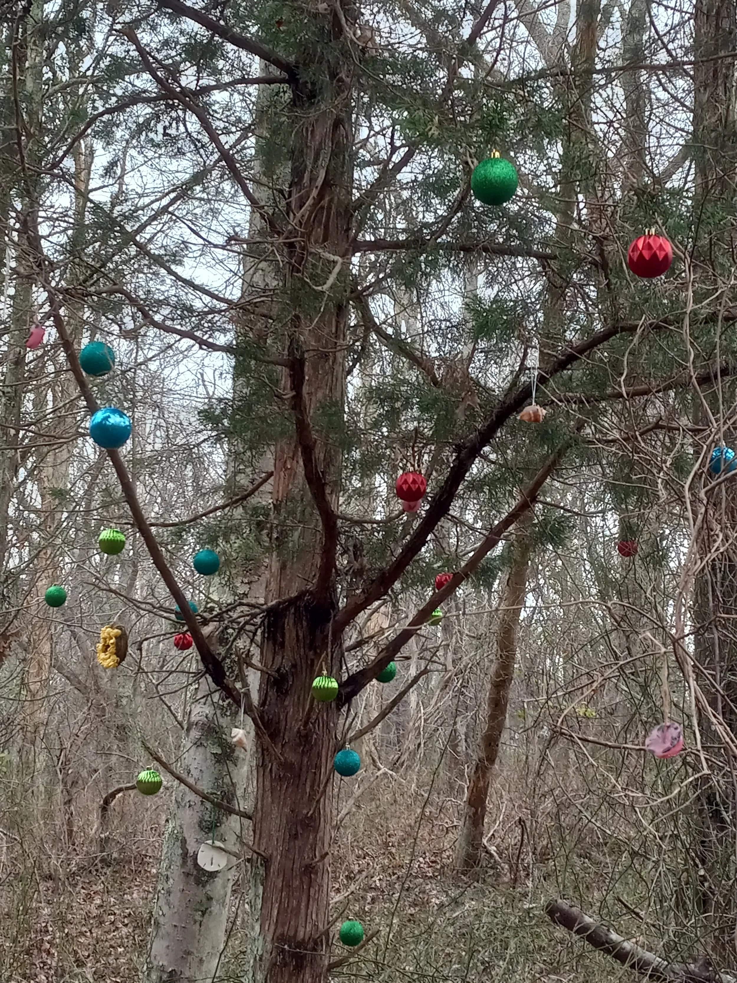Rome Point Holiday Tree 2021