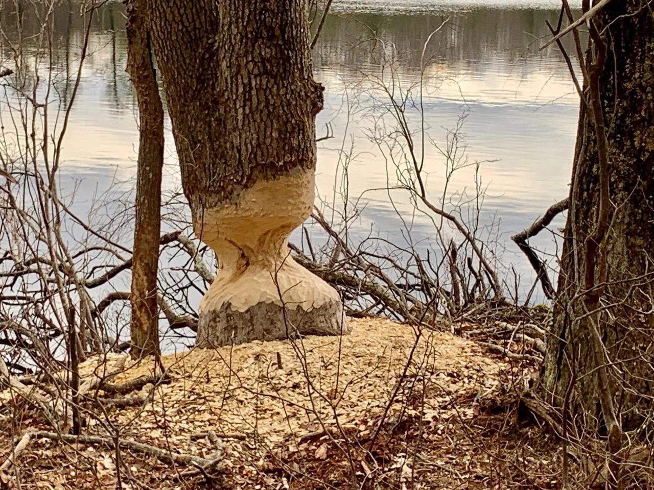 Maxwell Mays busy beavers