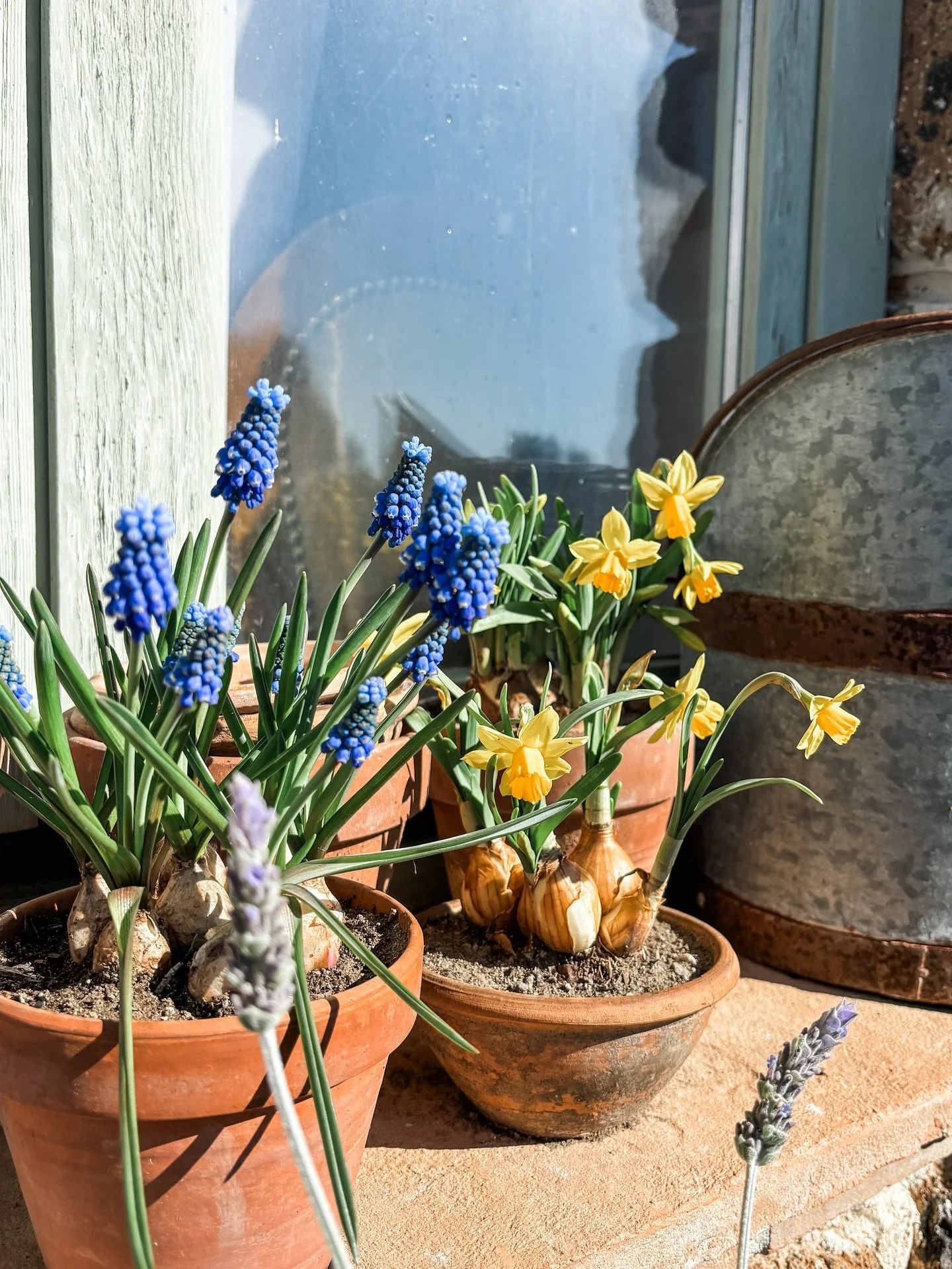 Una mattina dentro l&rsquo;aiuola.

Non credo ci sia al mondo una cosa che mi rilassi di pi&ugrave; che passare la mattina sotto il tiepido sole di fine inverno, a ripulire le aiuole, potare le siepi, estirpare la gramigna, trovare piccole piantine o