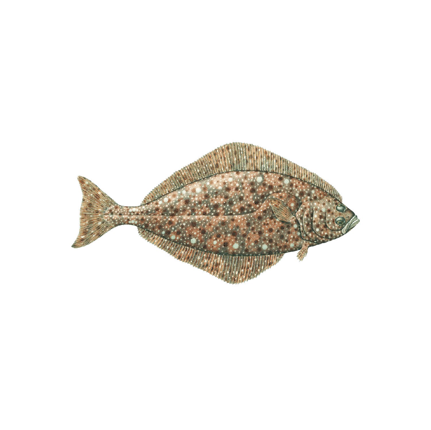 Halibut — Homer Fish Processing