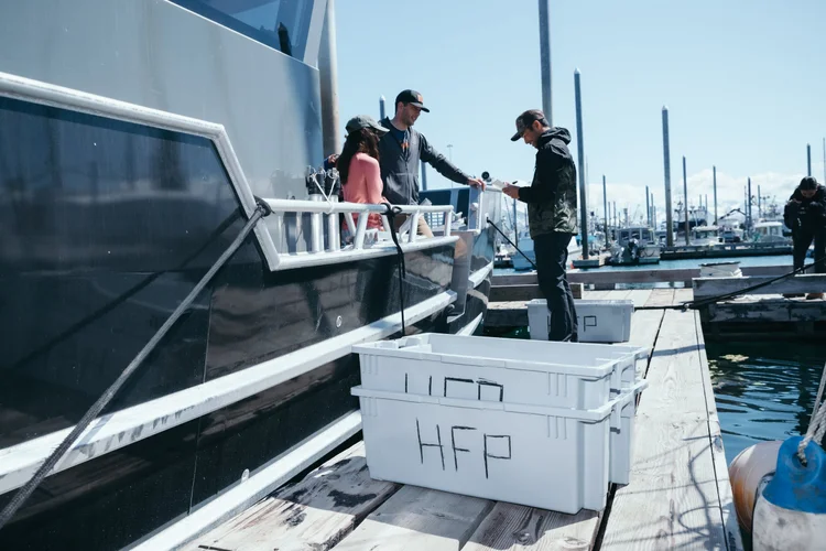 Homer Fish Processing