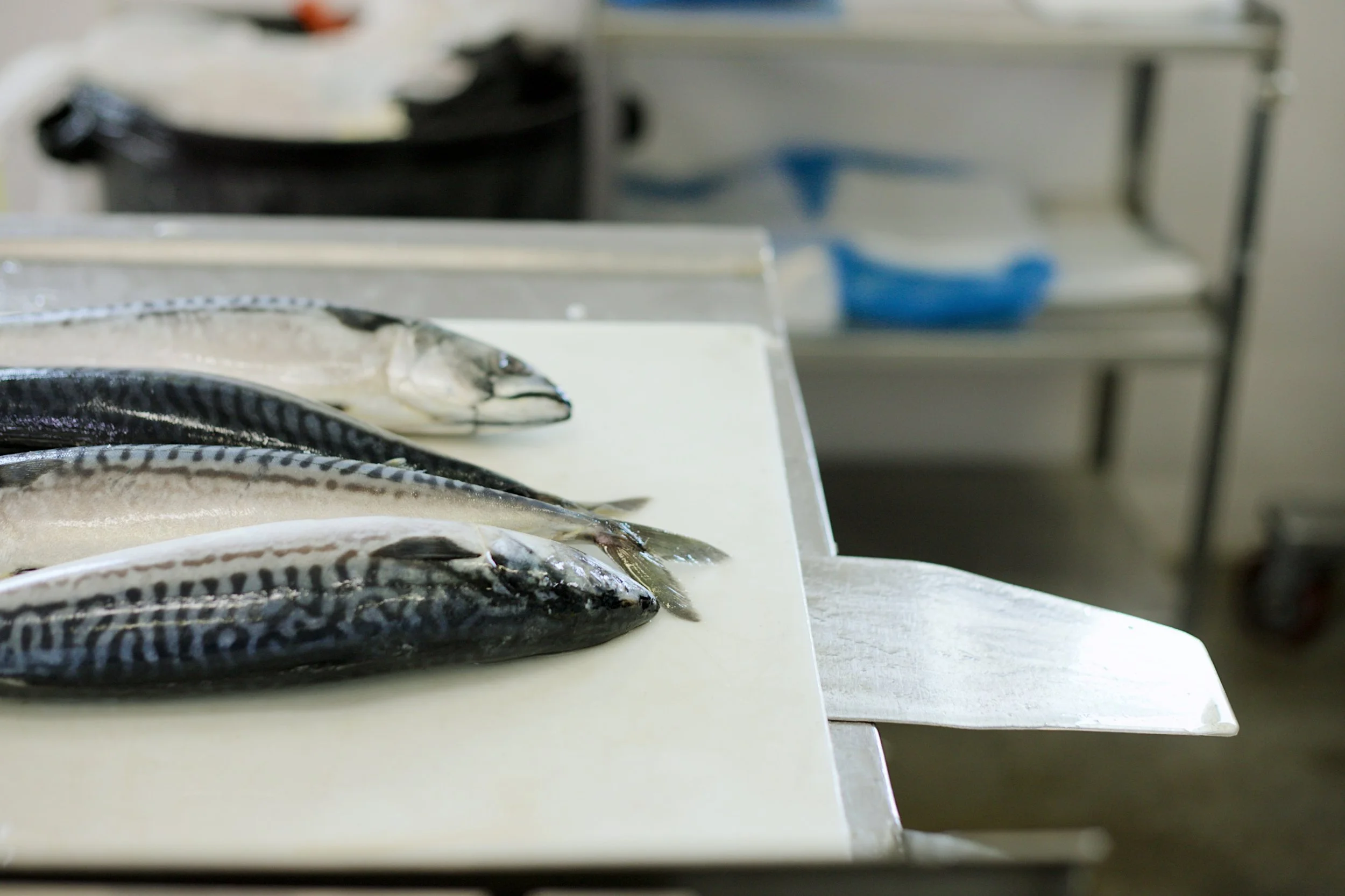 Pricing — Homer Fish Processing