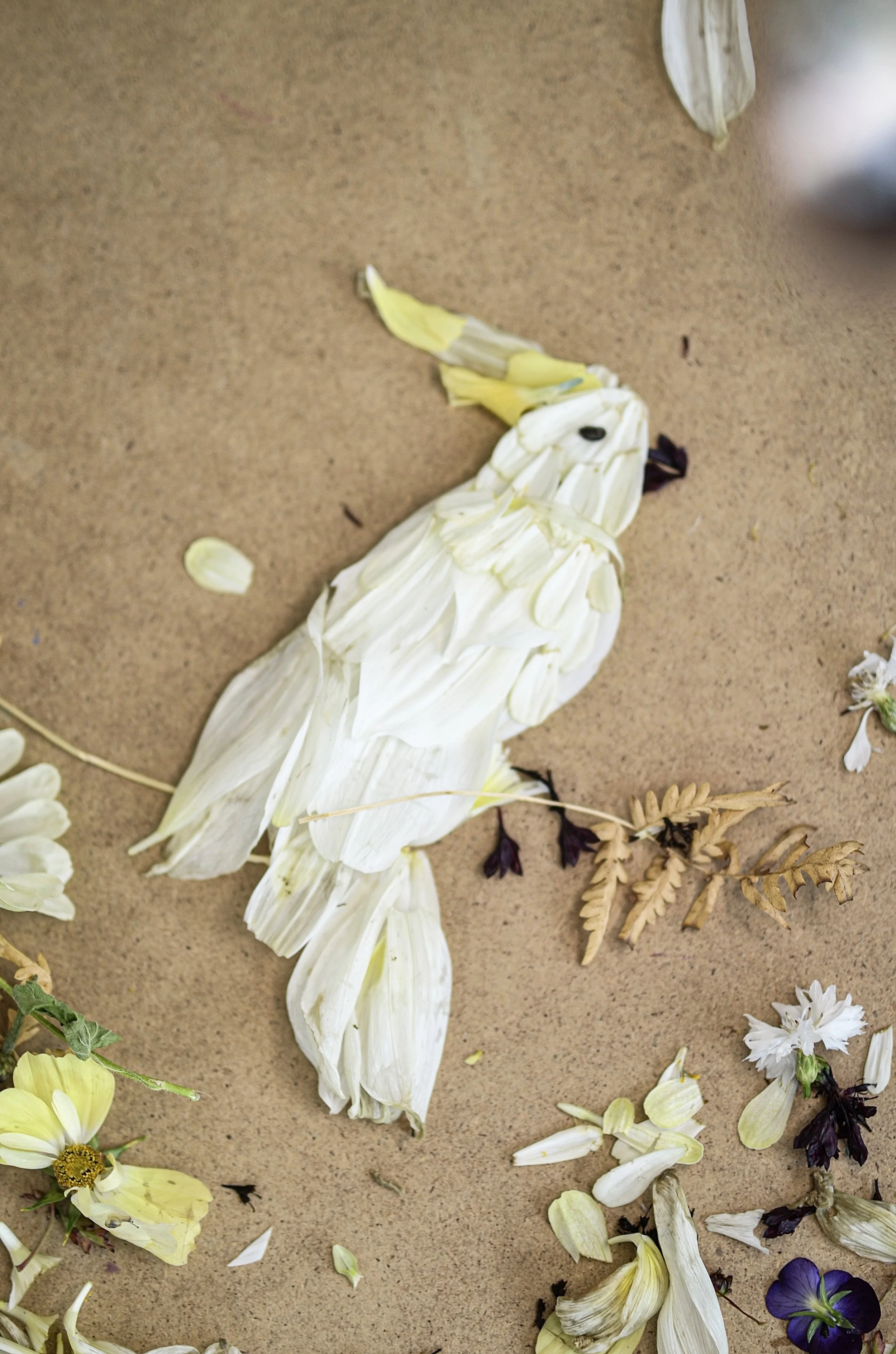 Cockatoo.jpg