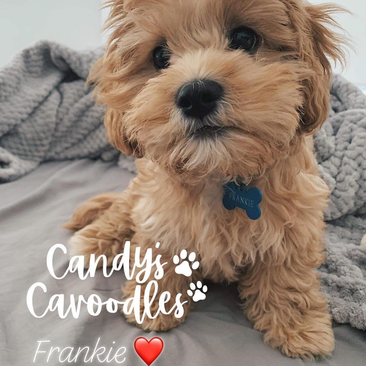 Flashback to Frankie ❤️happy birthday! He is two years old.