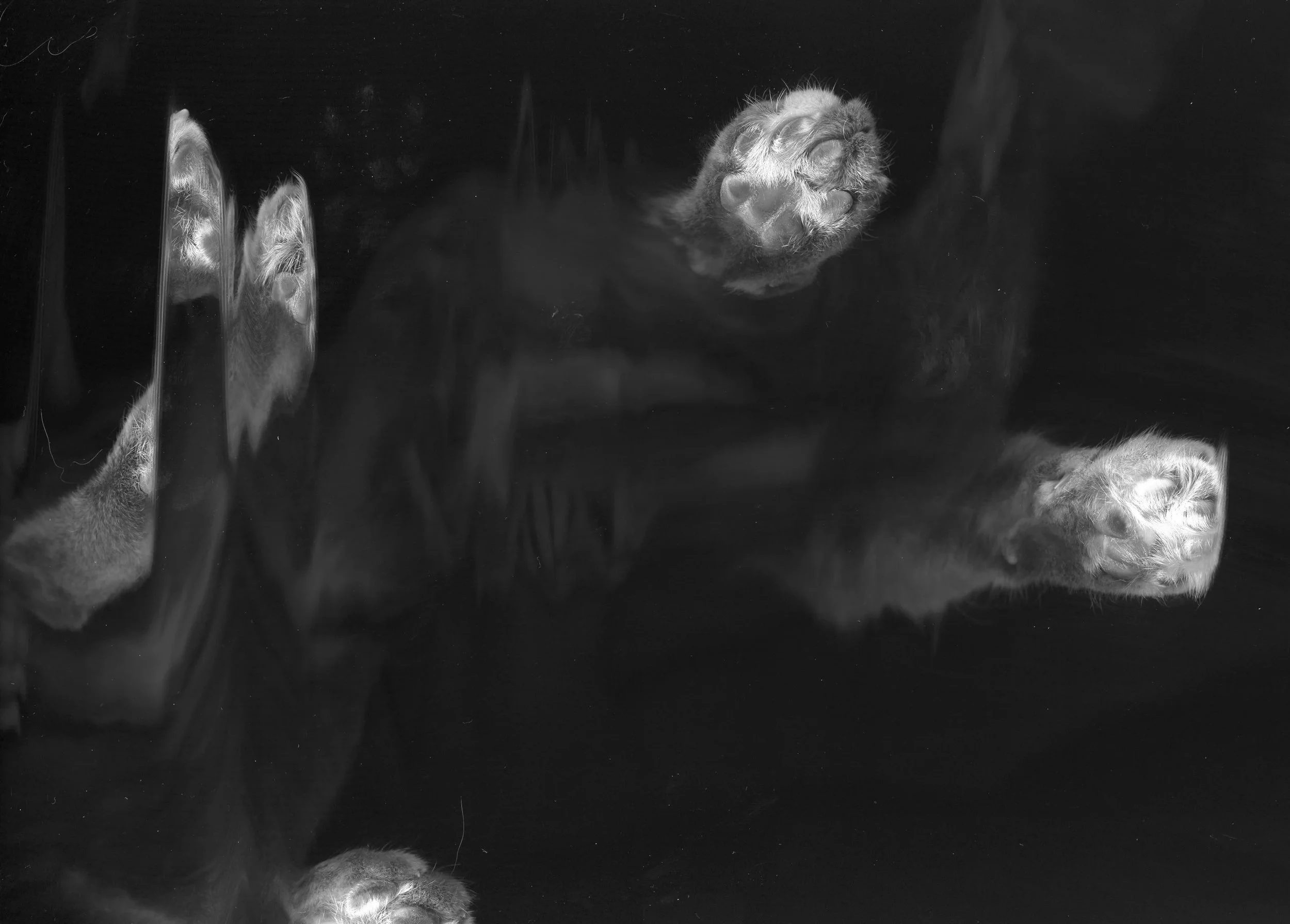 A black-and-white scan of a cat's paws is distorted with a dark background.