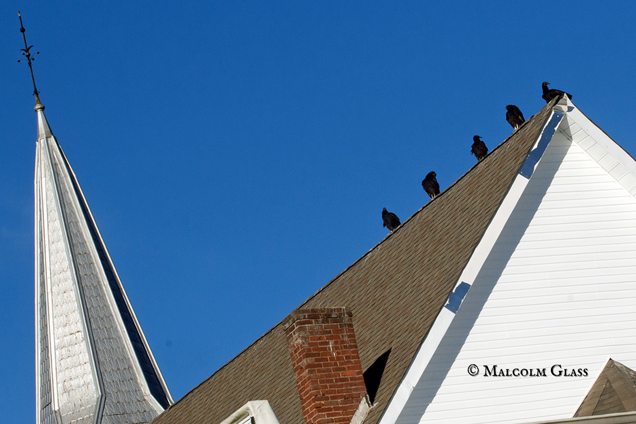 Preaching Vultures