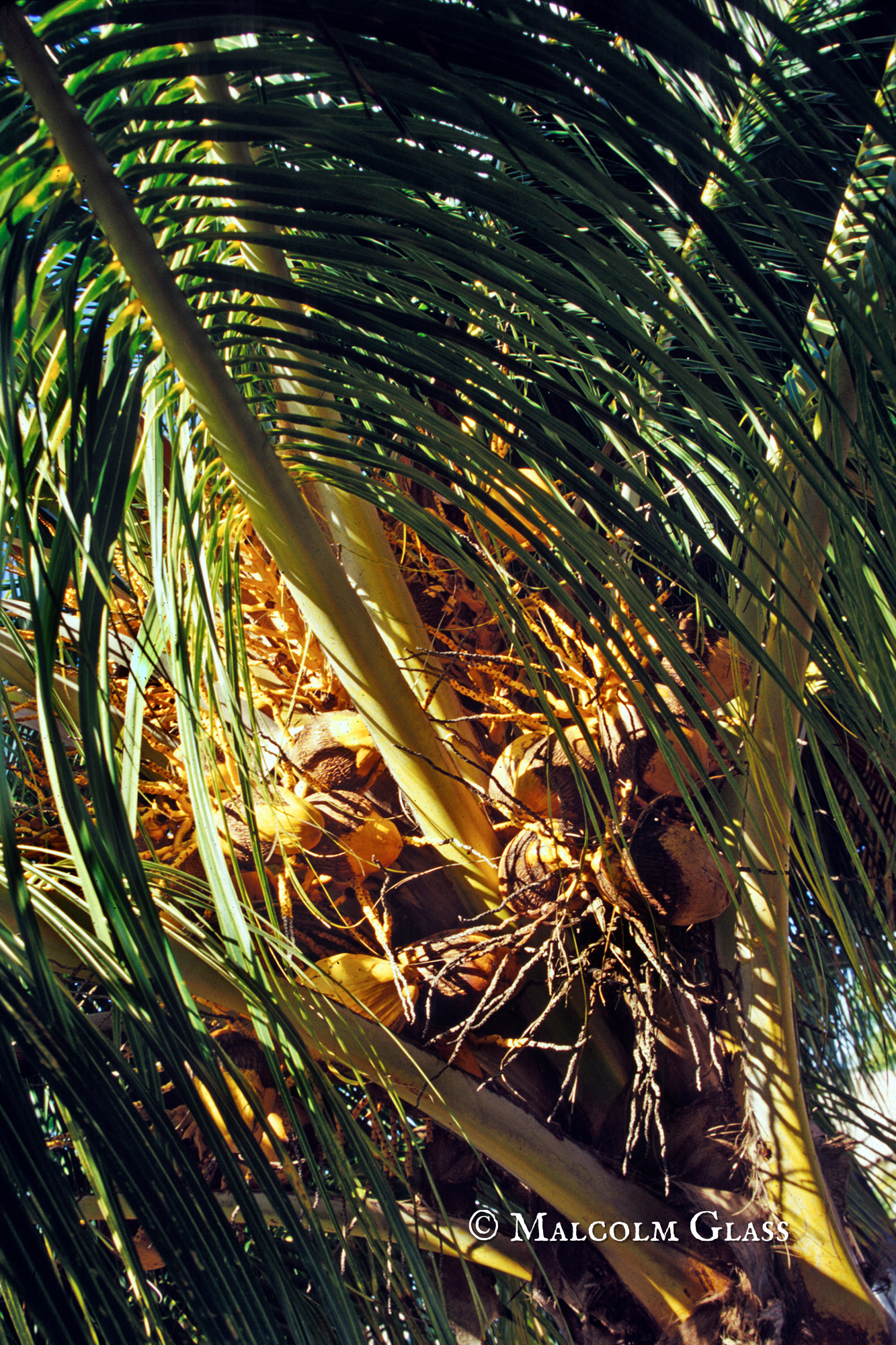 Heart of the Palm