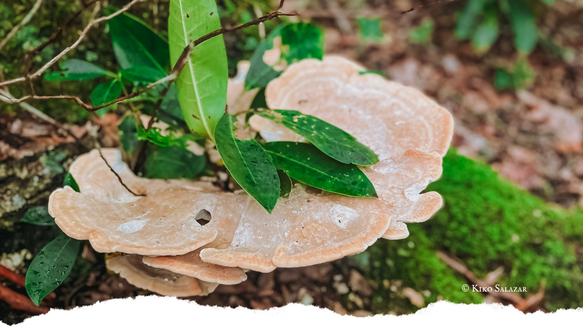 Trans-plant — Susurrus