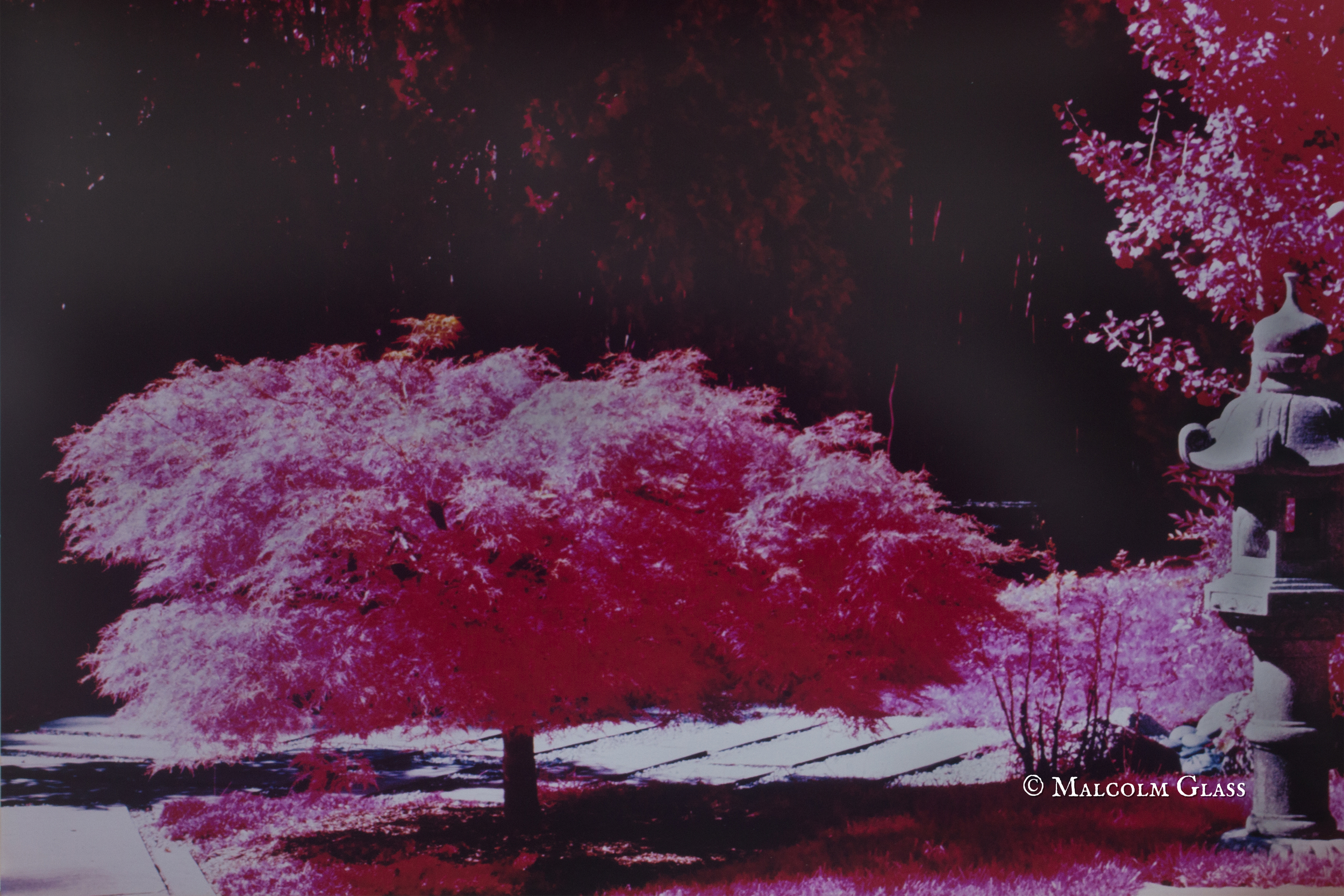 Cheekwood Maple