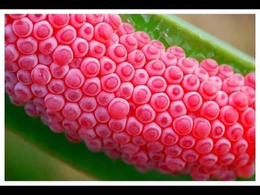 Snail eggs