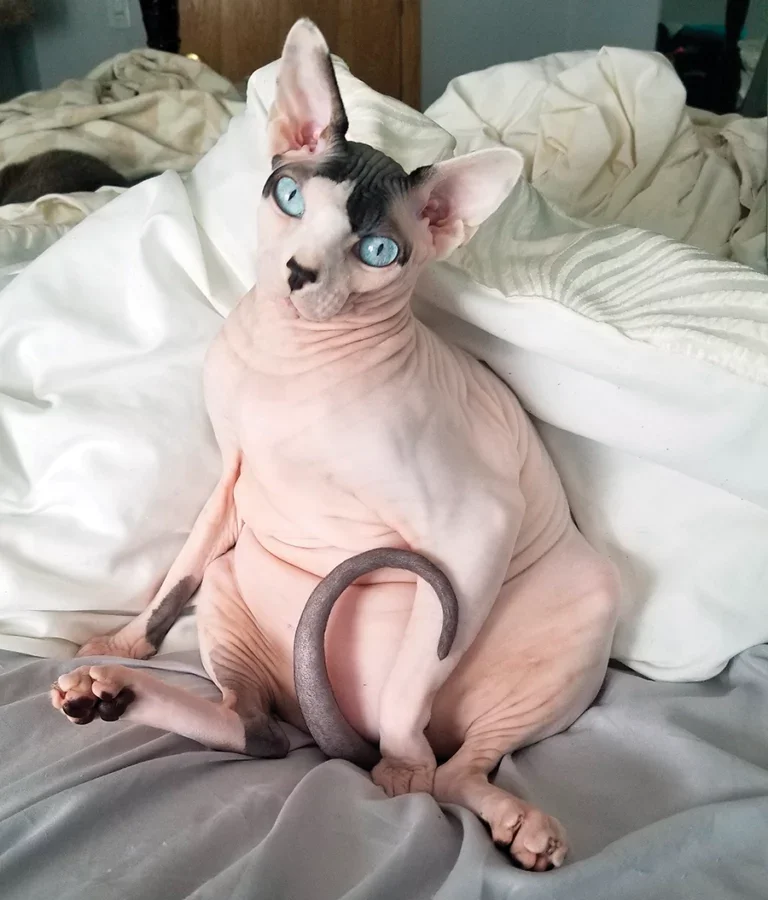 hairless cat