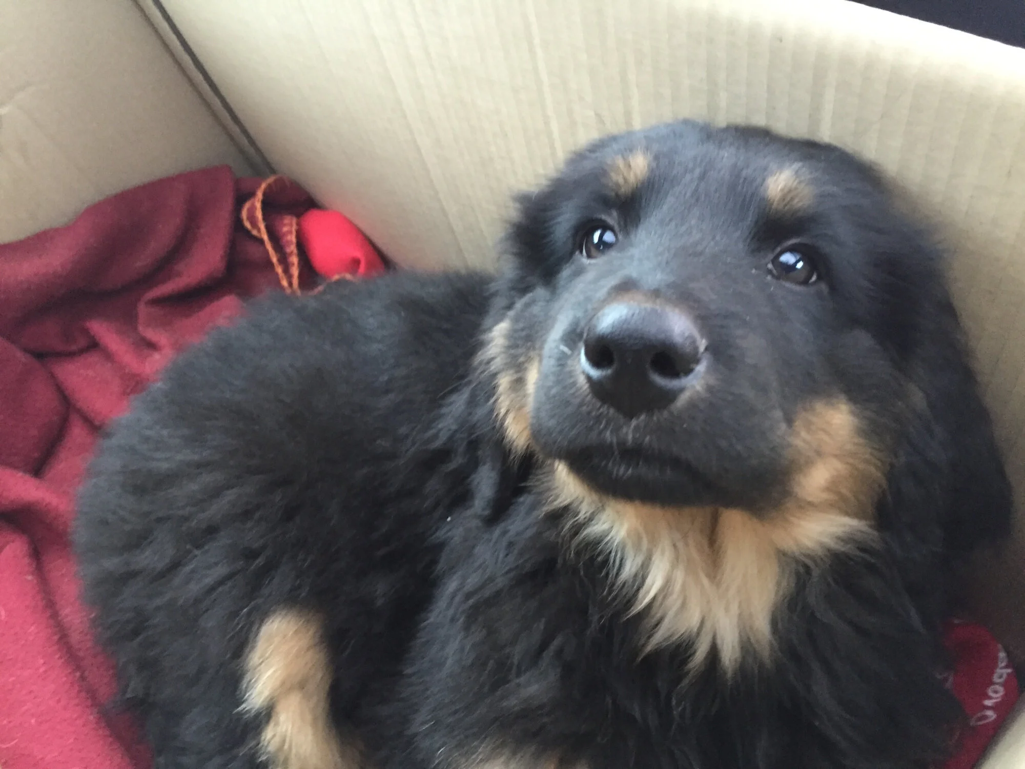 welpe in der Kiste.jpg