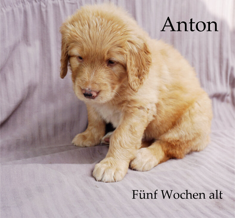 anton.jpg