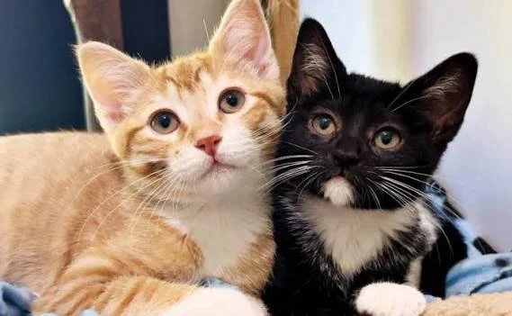 The Trouble with Kittens