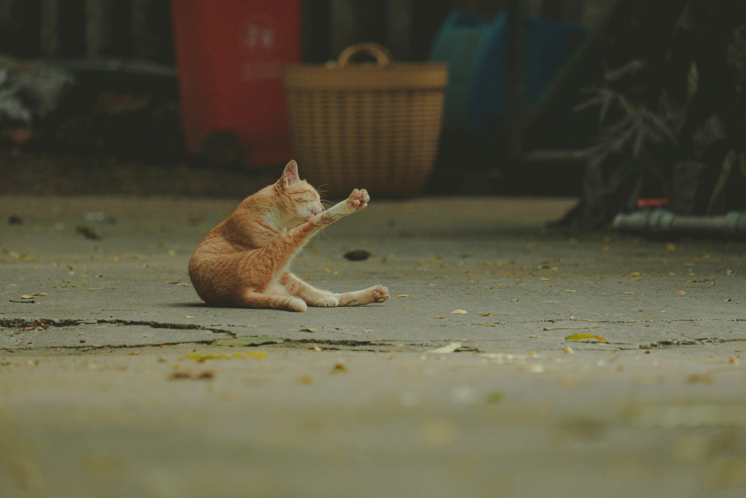 A Cat and His Man by David Serafino