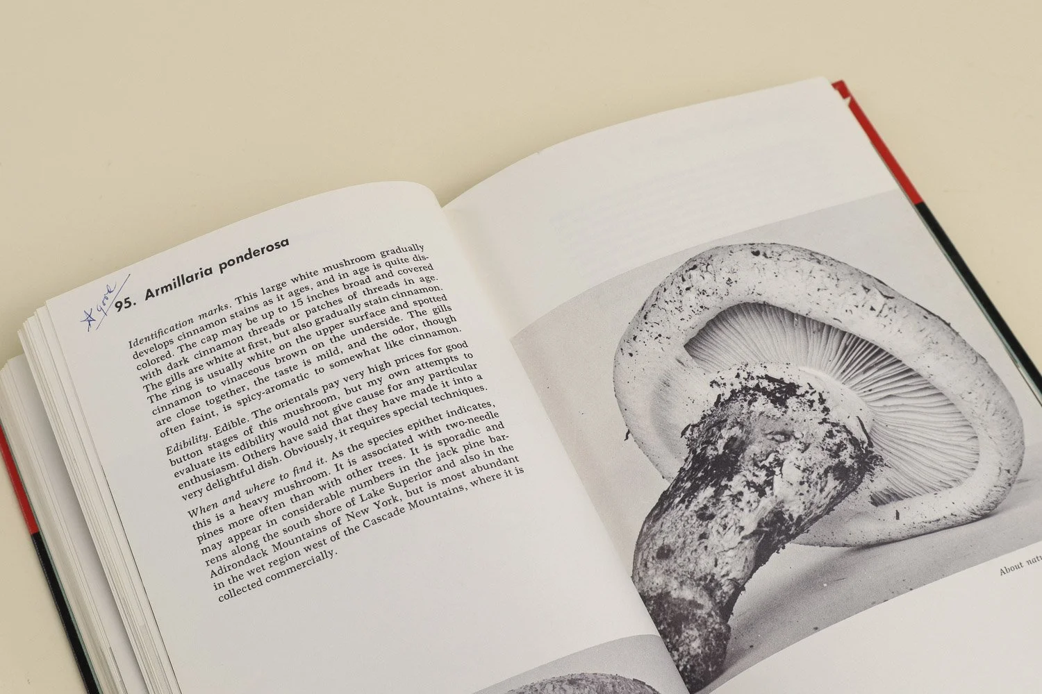 Vintage hardcover copy of The Mushroom Hunter's Field Guide by Alexander H. Smith. First published in 1958 by The University of Michigan Press, this is the revised edition from 1963.