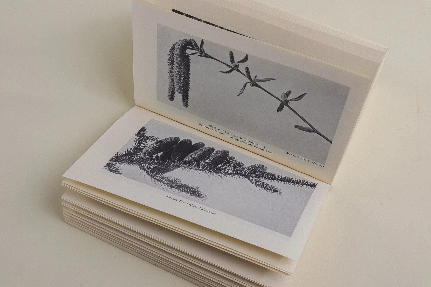 Vintage softcover copy of Edible Wild Plants by Oliver Perry Medsger. First published in 1939 by The Macmillan Company, this edition was published in 1972 by Collier Books.