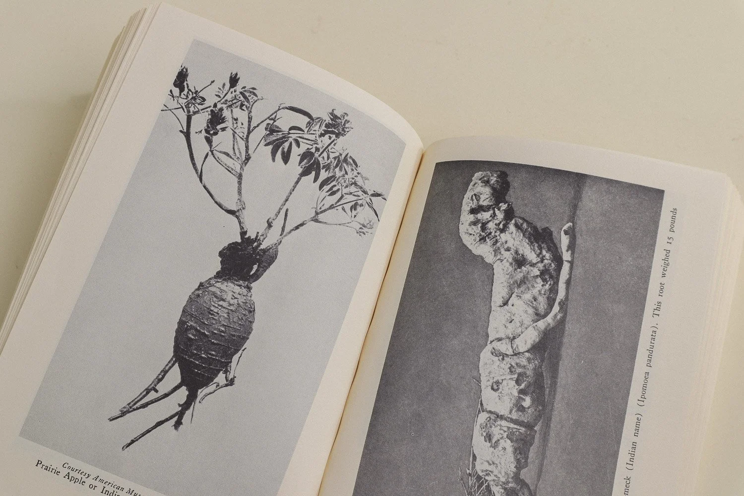 Vintage softcover copy of Edible Wild Plants by Oliver Perry Medsger. First published in 1939 by The Macmillan Company, this edition was published in 1972 by Collier Books.