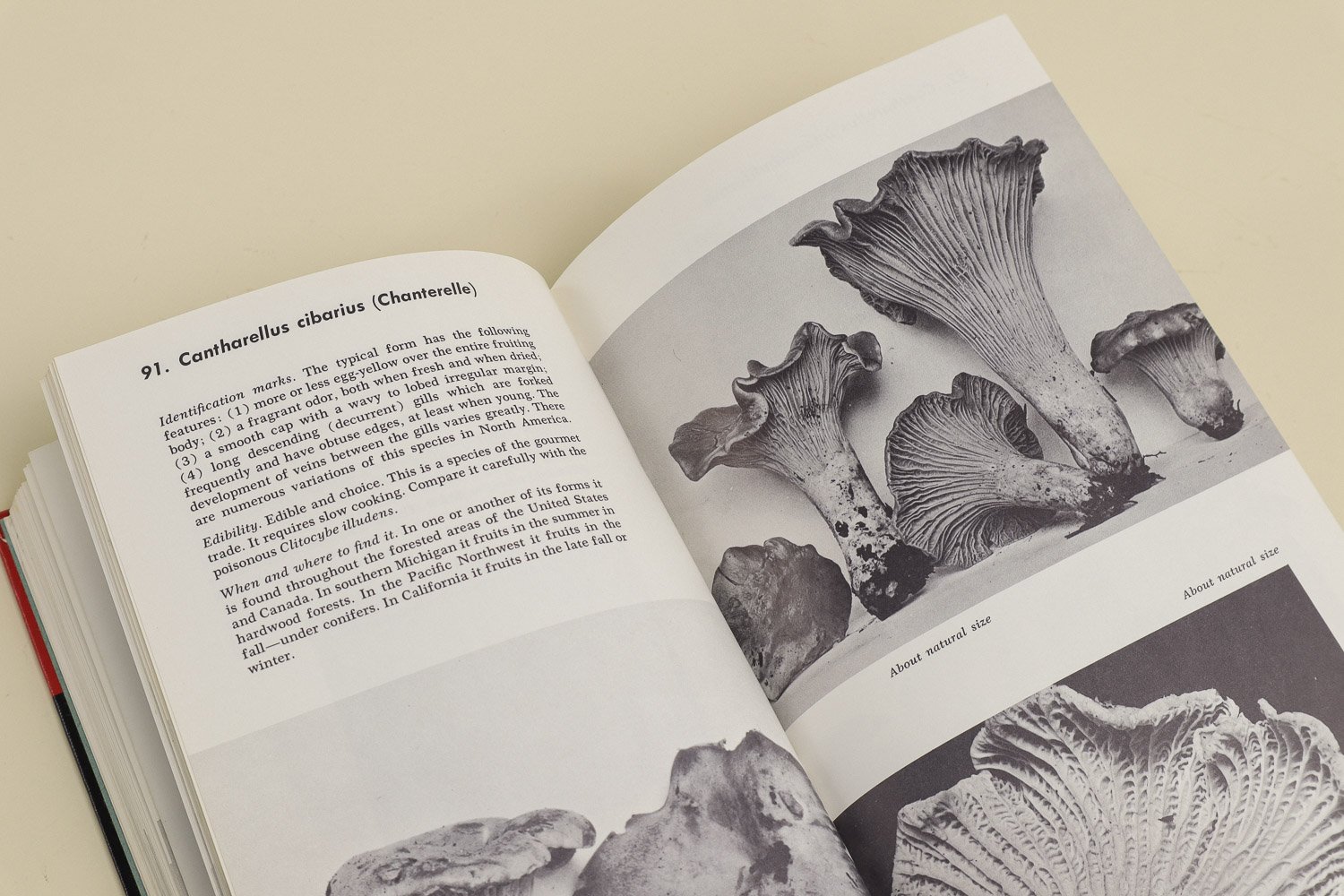 Vintage hardcover copy of The Mushroom Hunter's Field Guide by Alexander H. Smith. First published in 1958 by The University of Michigan Press, this is the revised edition from 1963.