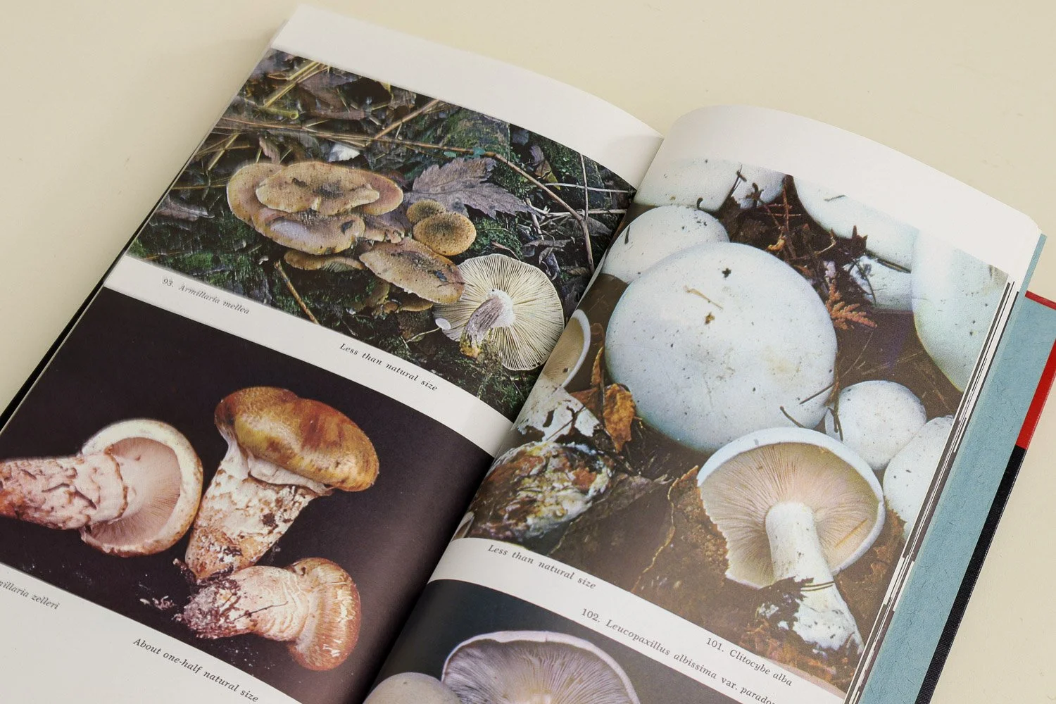 Vintage hardcover copy of The Mushroom Hunter's Field Guide by Alexander H. Smith. First published in 1958 by The University of Michigan Press, this is the revised edition from 1963.