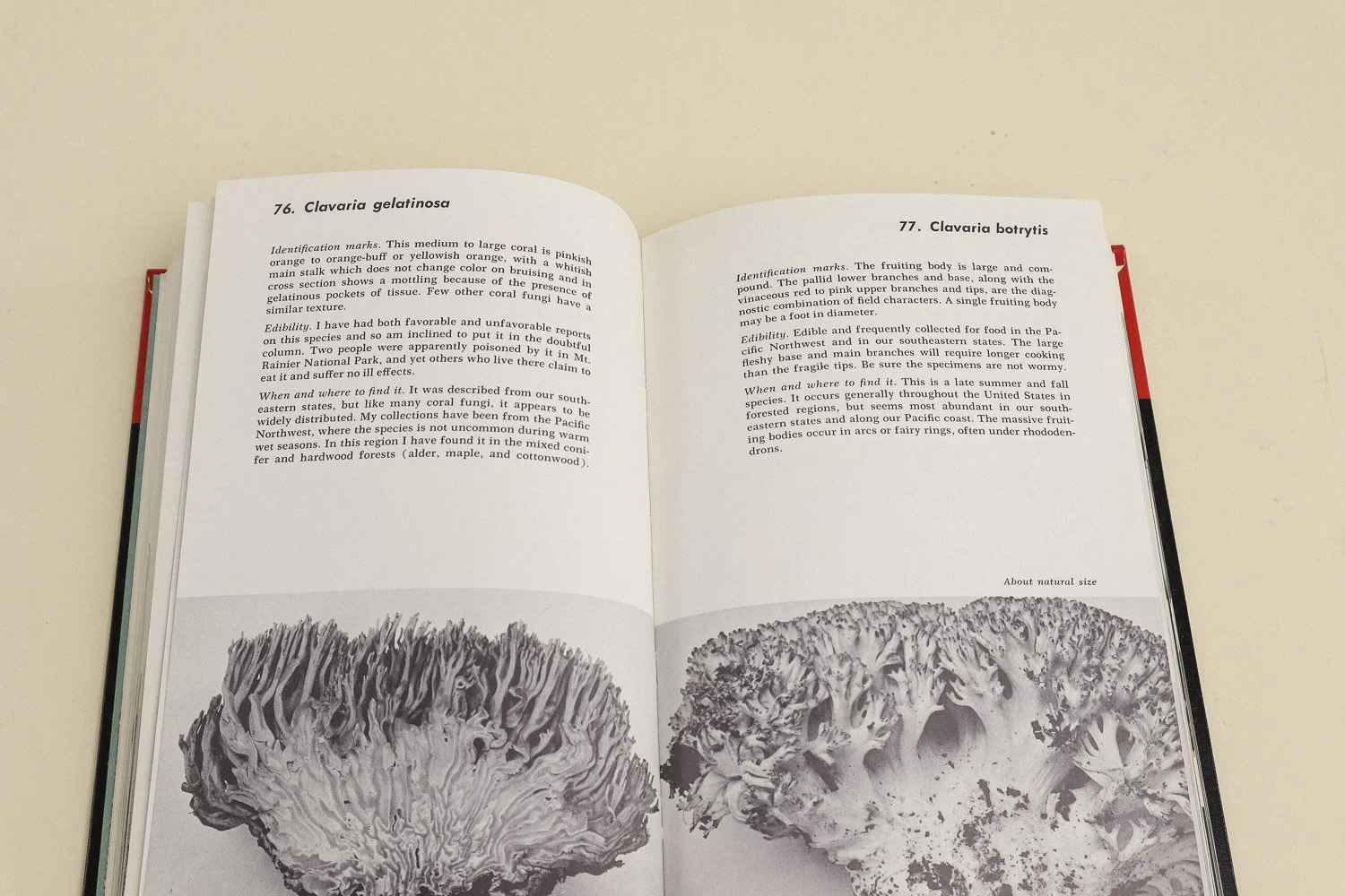Vintage hardcover copy of The Mushroom Hunter's Field Guide by Alexander H. Smith. First published in 1958 by The University of Michigan Press, this is the revised edition from 1963.