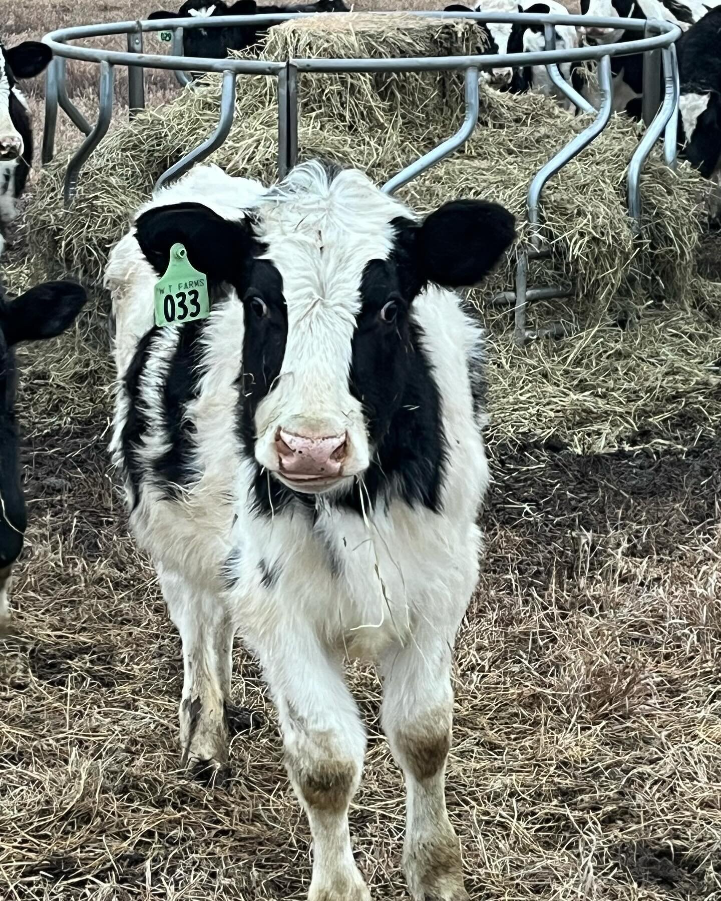 Cows are appreciative of the mild winter. Makes for fat and happy boys.