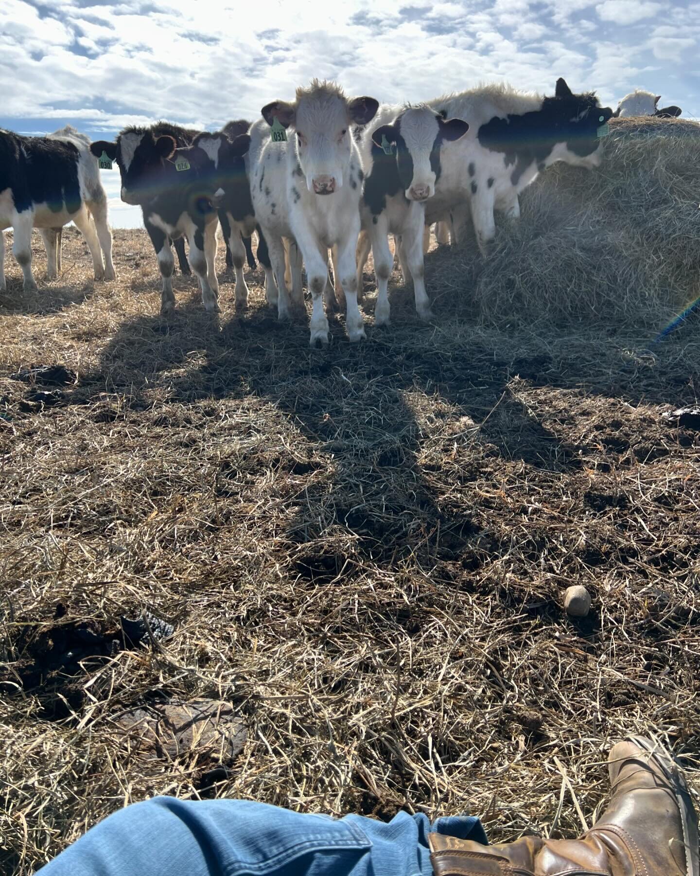 Happy to be home after @marbleseedorg this weekend and tired enough I had a seat in the field with our herd. 

It&rsquo;s always fun to see what they will do (answer: try and mouth my hand or nibble on my coat). Wyatt and I are still holding out hope