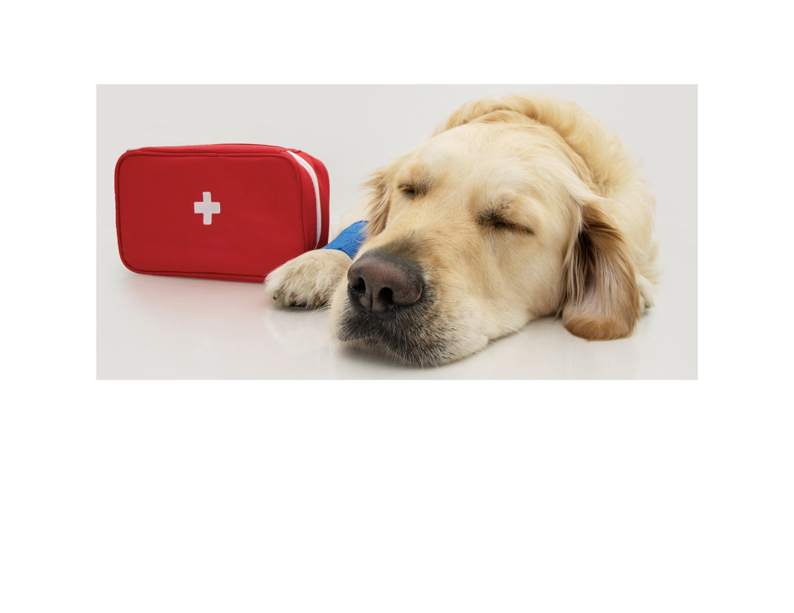 pet first aid.1.jpeg